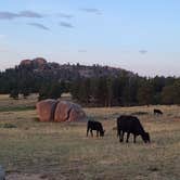 Review photo of Forest Service Road 700 Designated Dispersed Camping by Kelly M., August 16, 2021