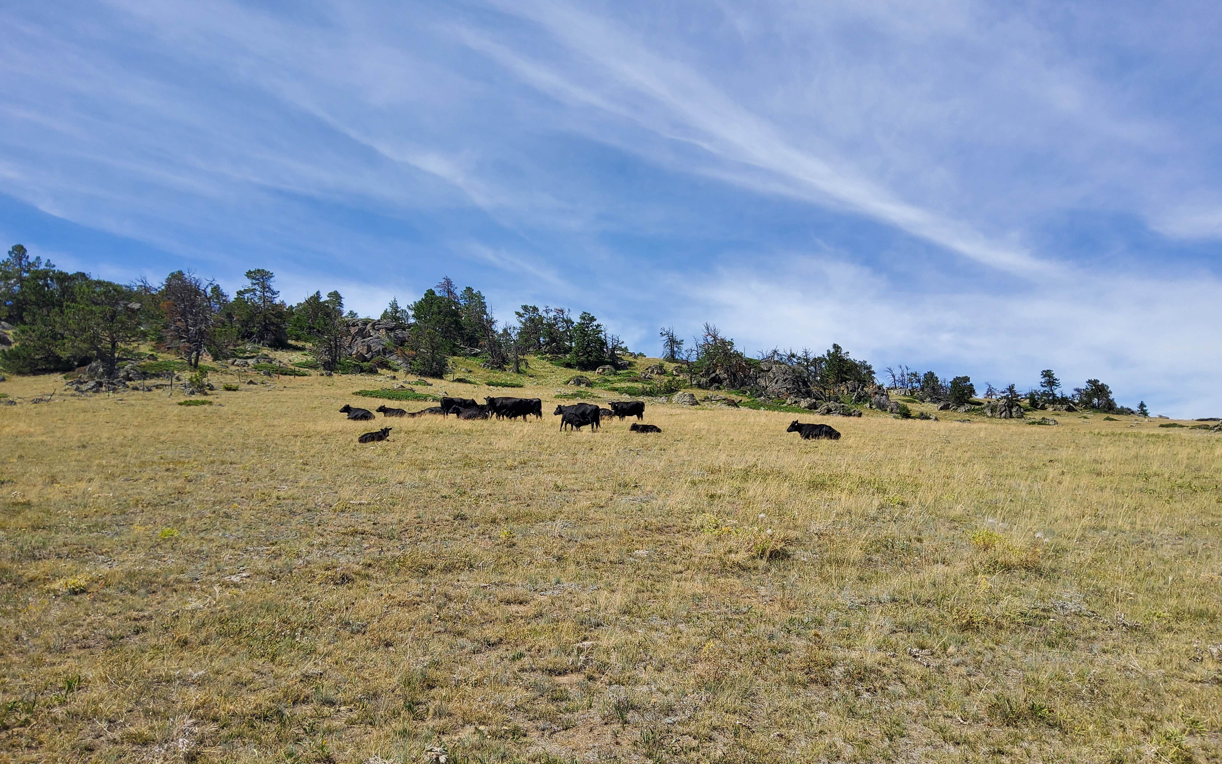 Camper-submitted photo at Little Goose Campground near Sheridan, WY