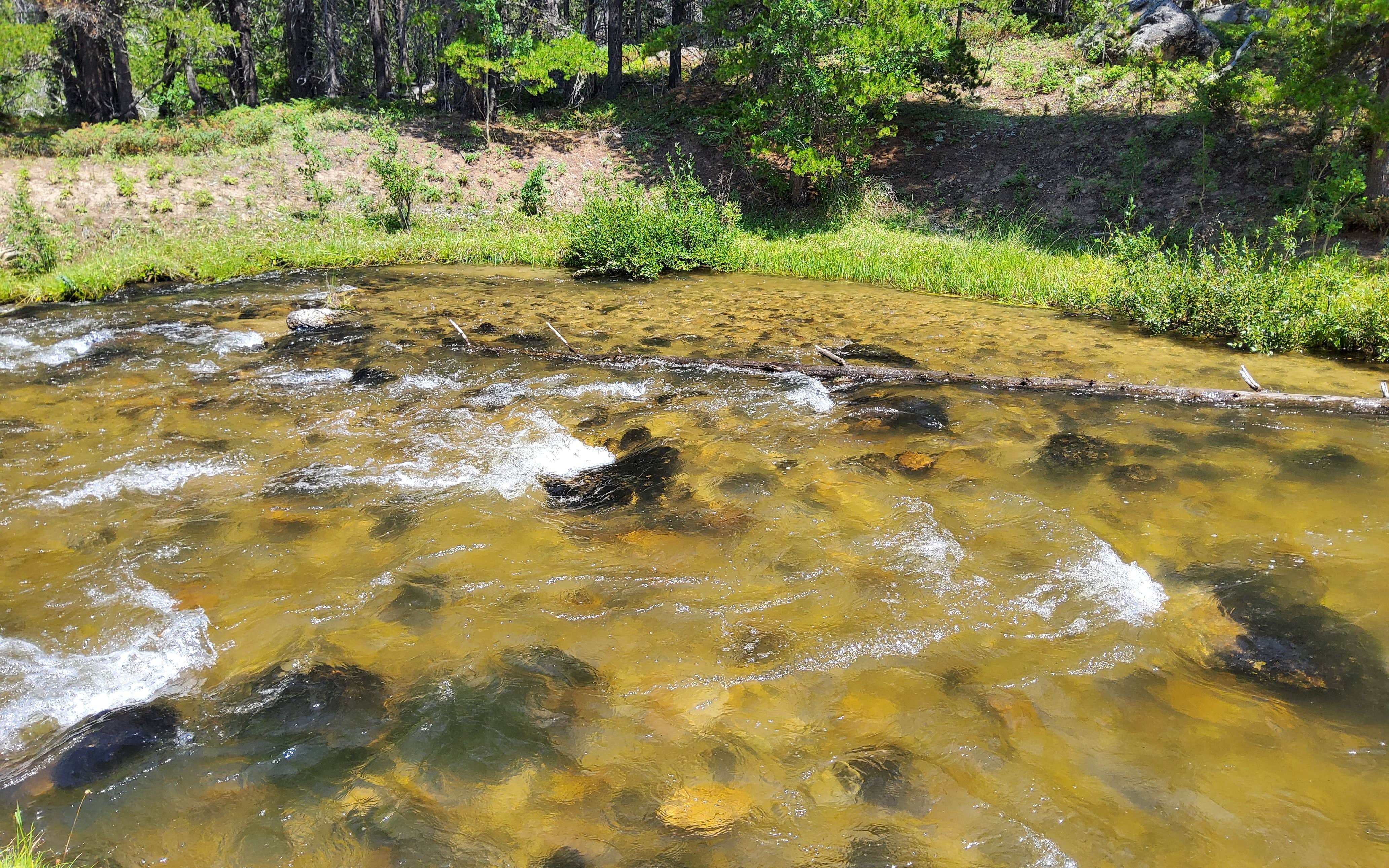 Camper submitted image from Little Goose Campground - 4