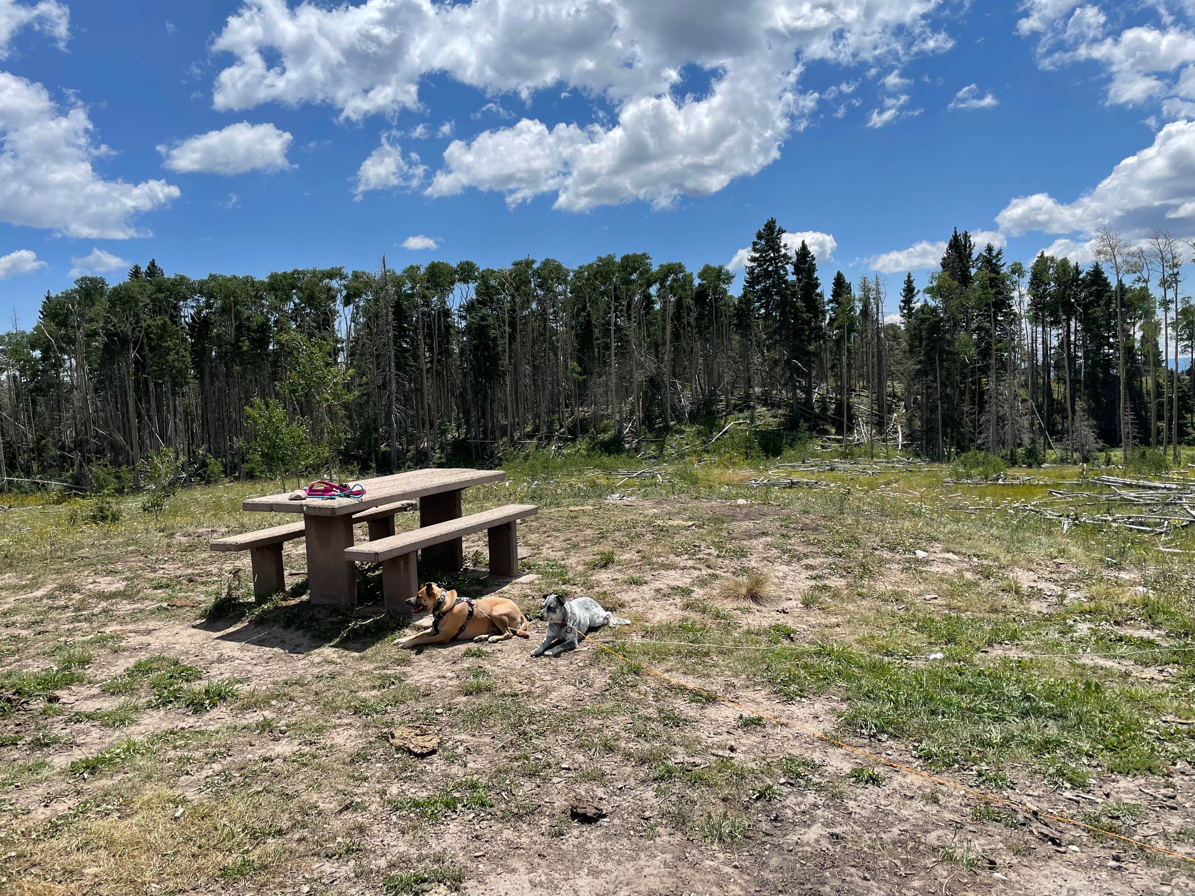 Best camping in Carson National Forest The Dyrt