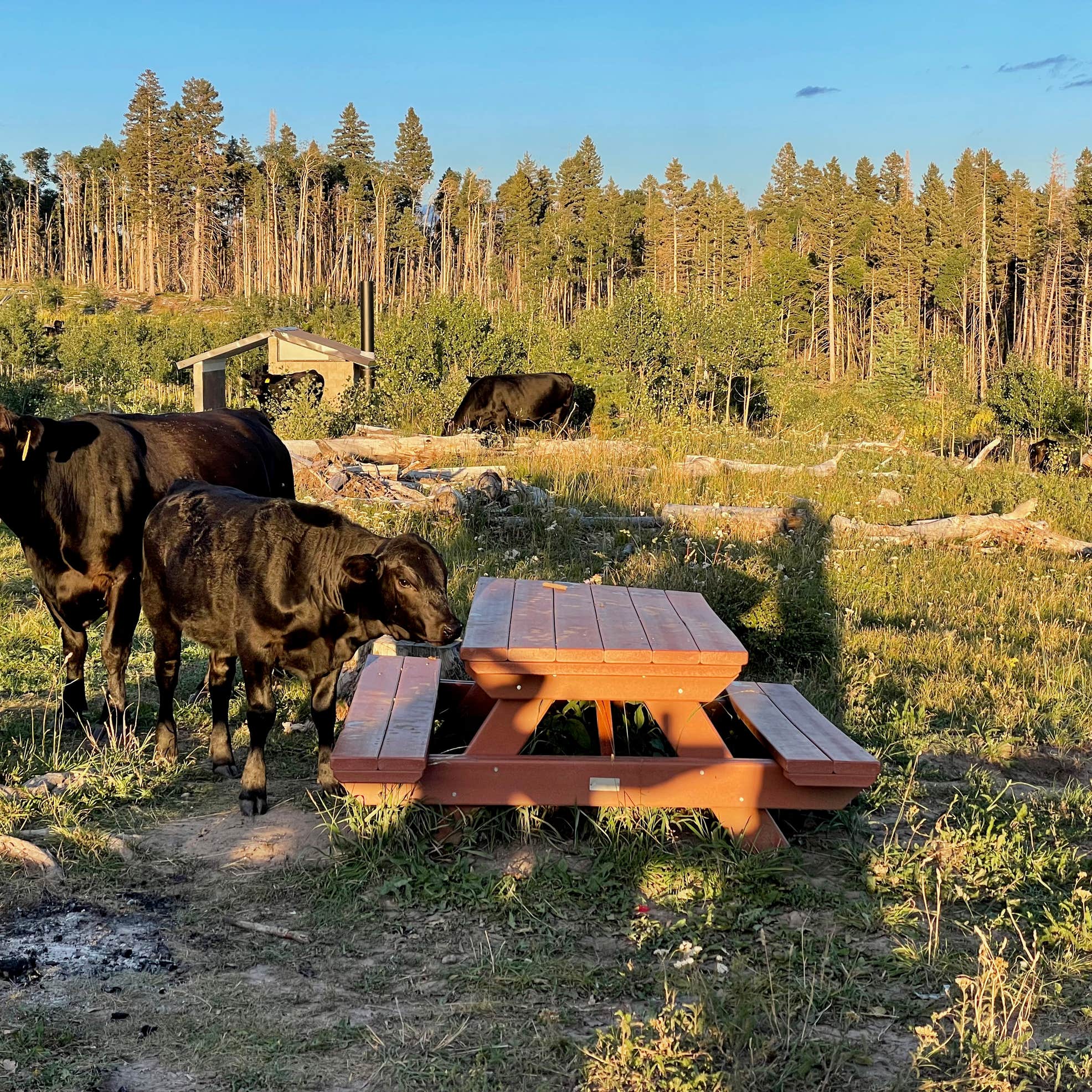 Middle Canjilon Campground Camping The Dyrt