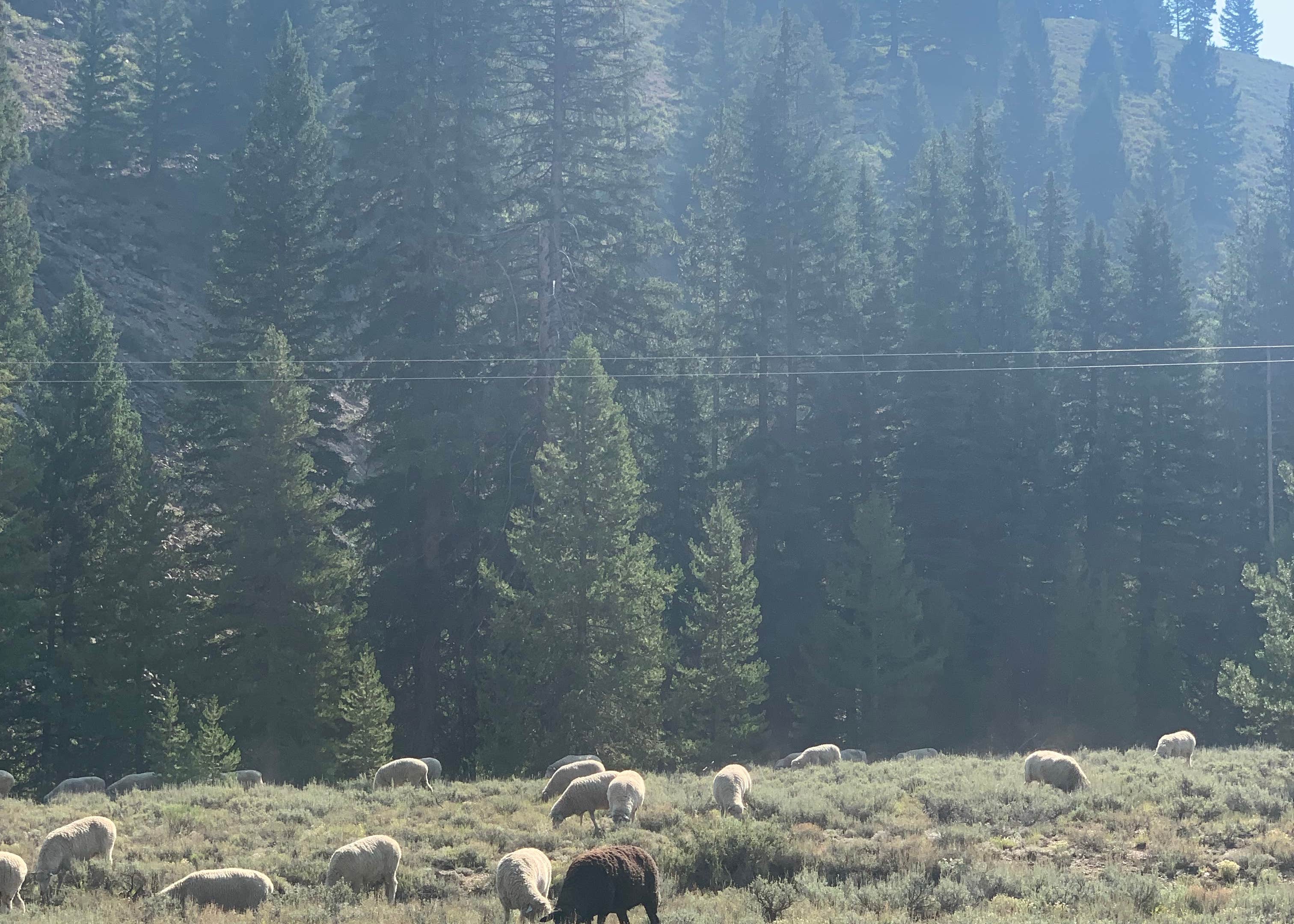 East Fork Baker Creek Campground Camping The Dyrt