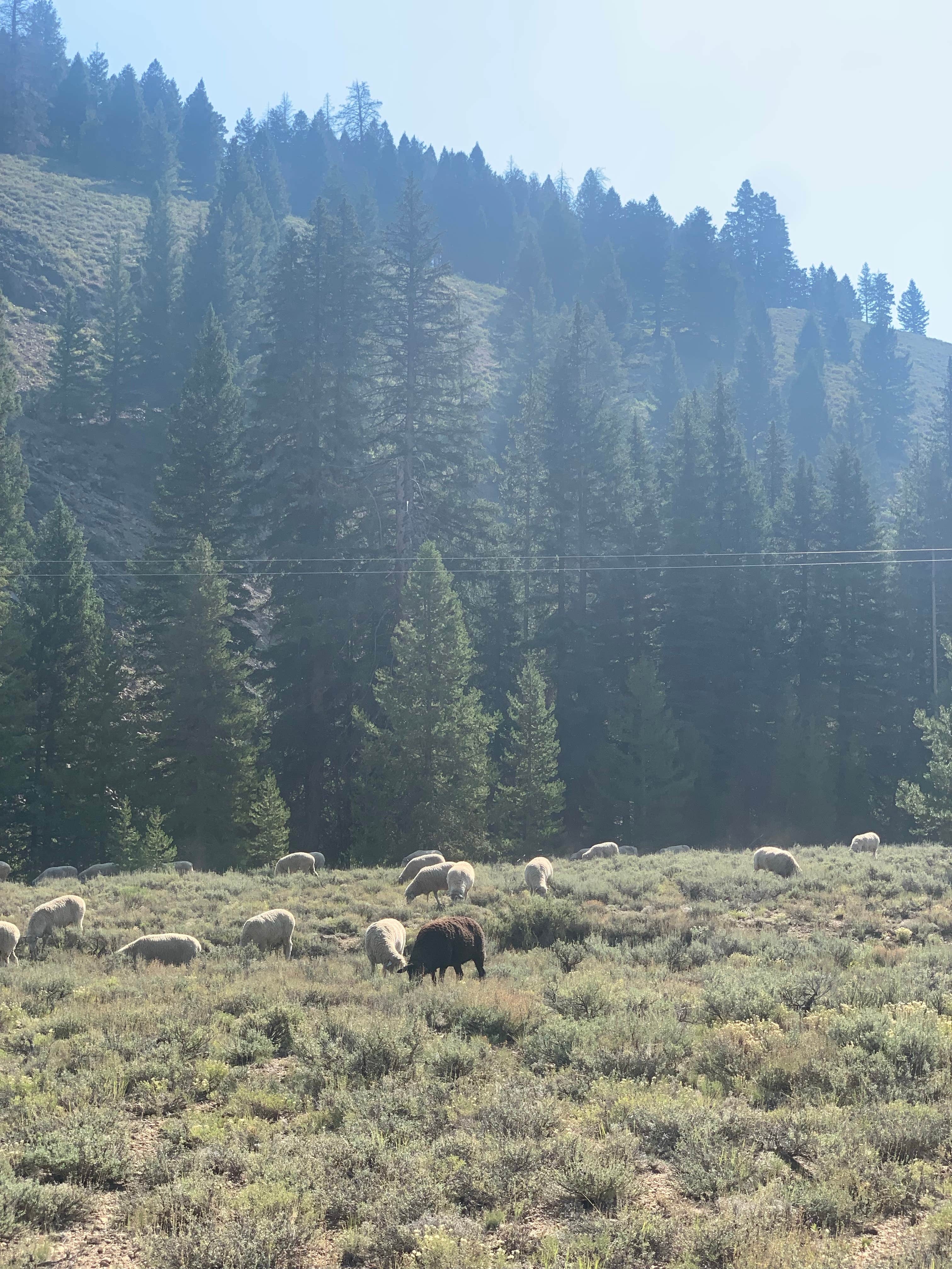 Camper submitted image from East Fork Baker Creek Campground - 1