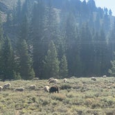 Review photo of East Fork Baker Creek Campground by Jessica K., August 16, 2021