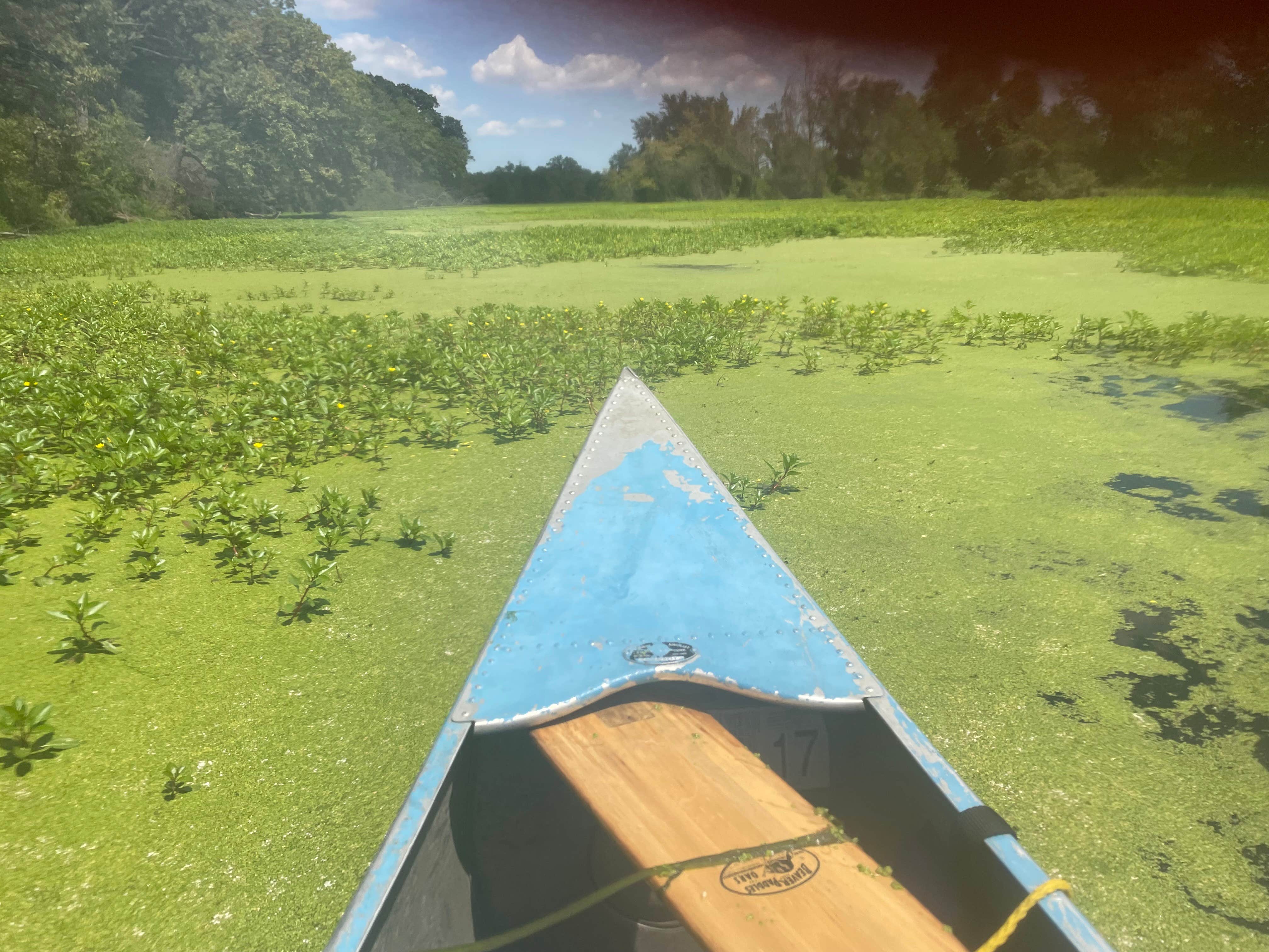 Camper-submitted photo at McKinley Woods: Frederick's Grove near Bartlett, IL