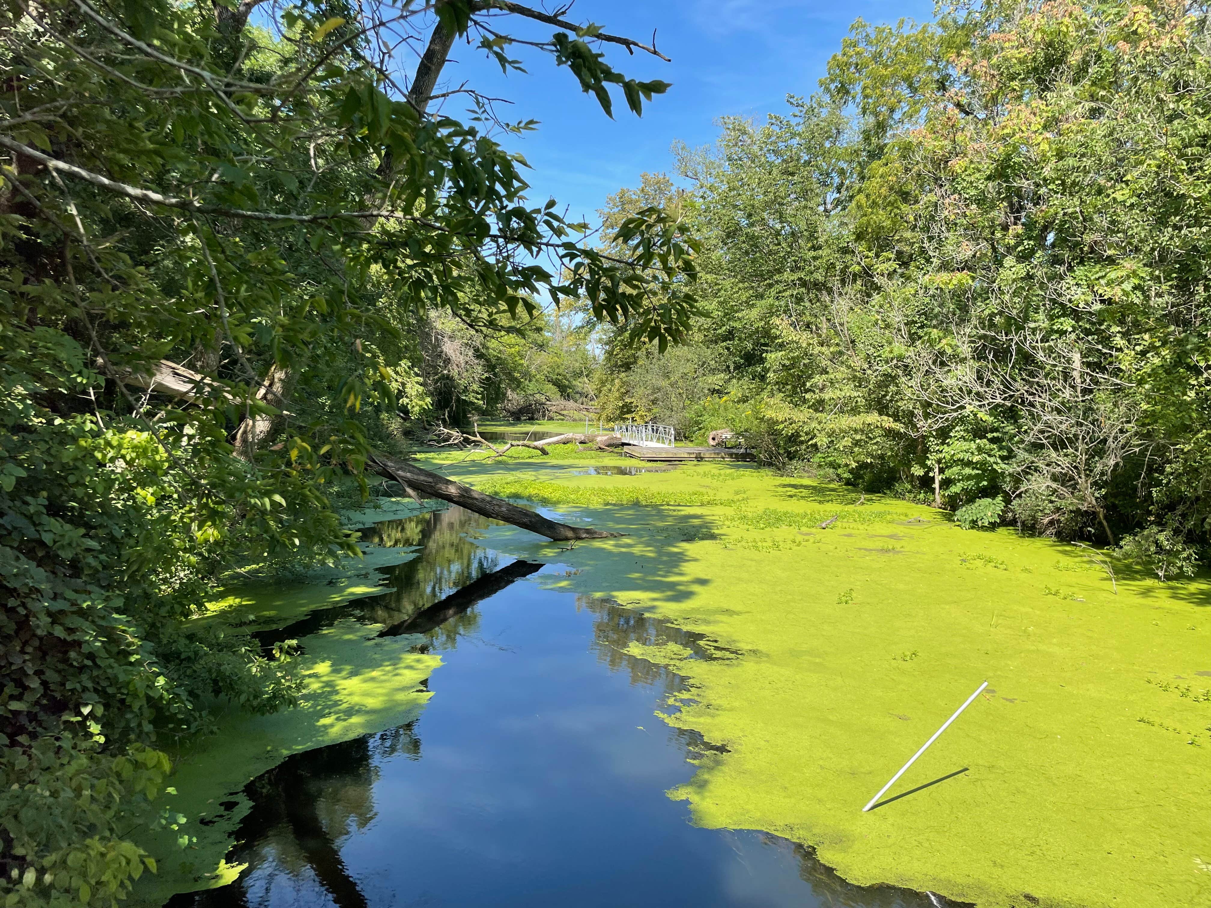 Camper submitted image from McKinley Woods: Frederick's Grove - 3