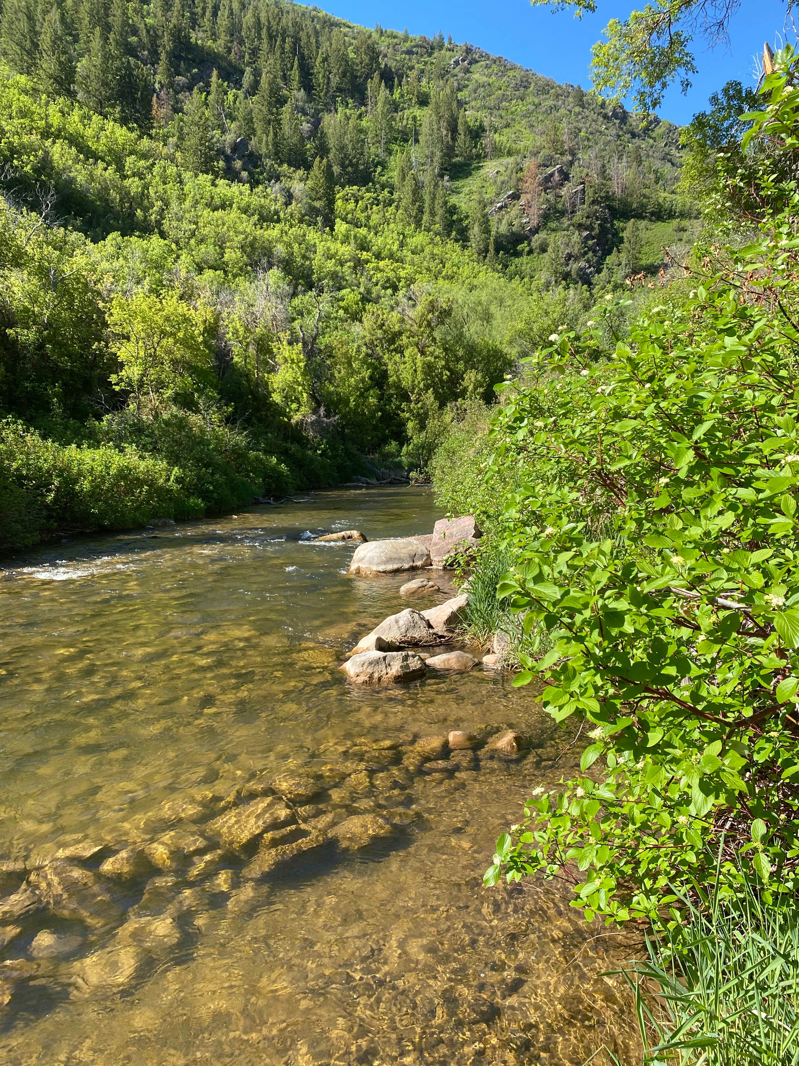 Camper submitted image from Magpie Campground - 4