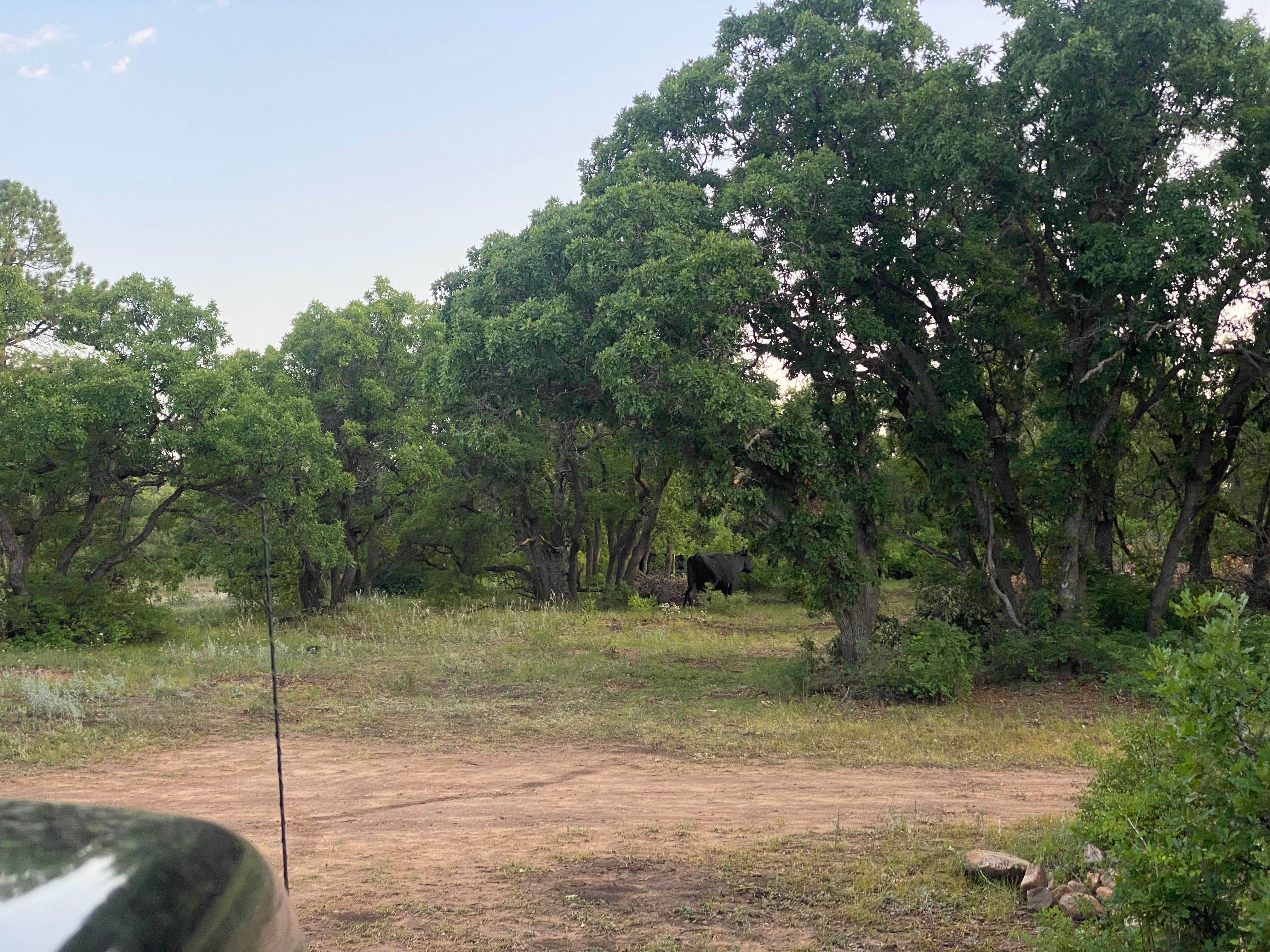 Camper submitted image from Madden Peak Road - Dispersed - 5