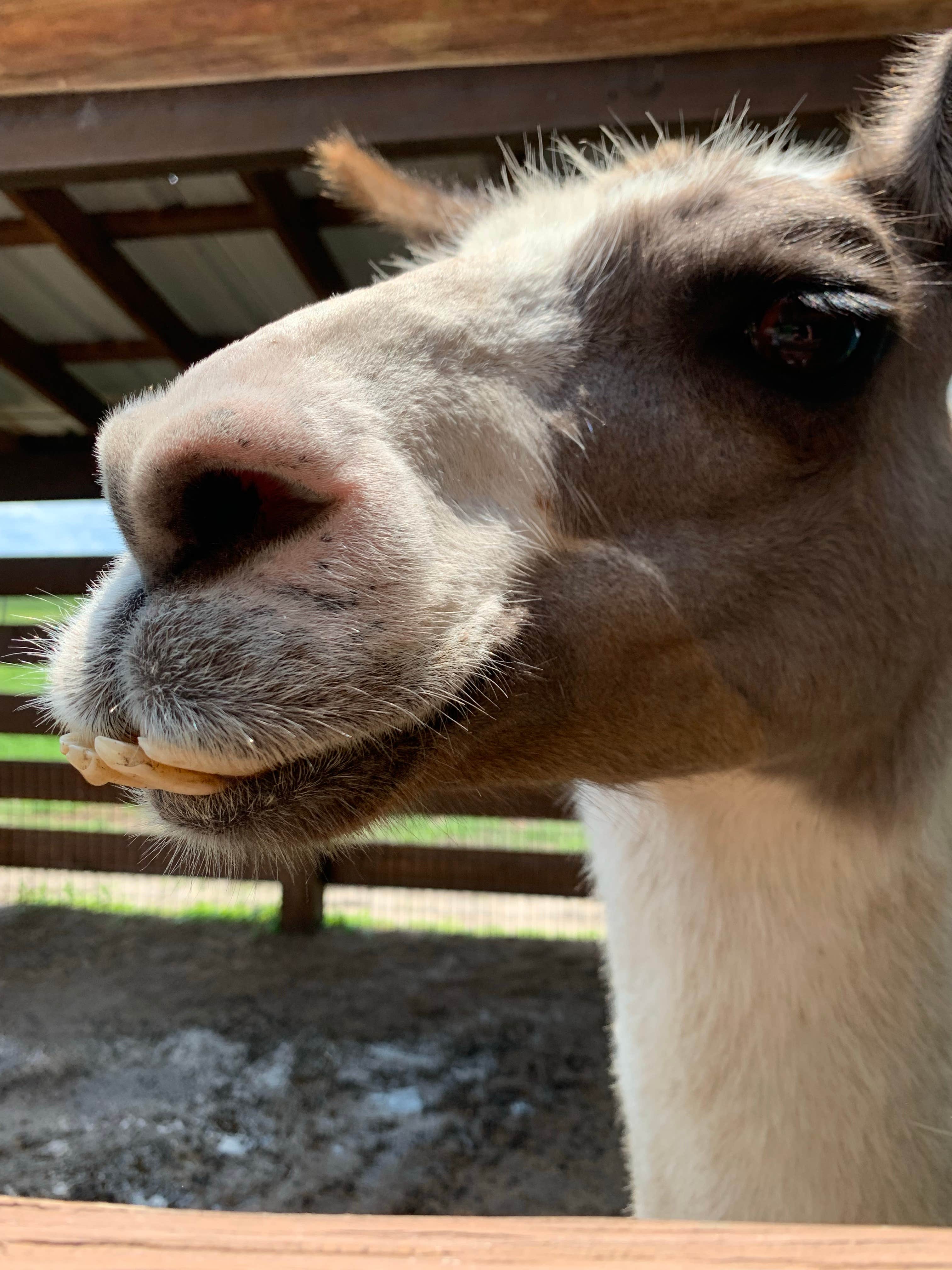 Julie M.'s photo of camping with pets at River Ranch RV Resort near Merritt Island, FL