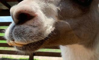 Julie M.'s photo of camping with pets at River Ranch RV Resort near Palm Bay, FL
