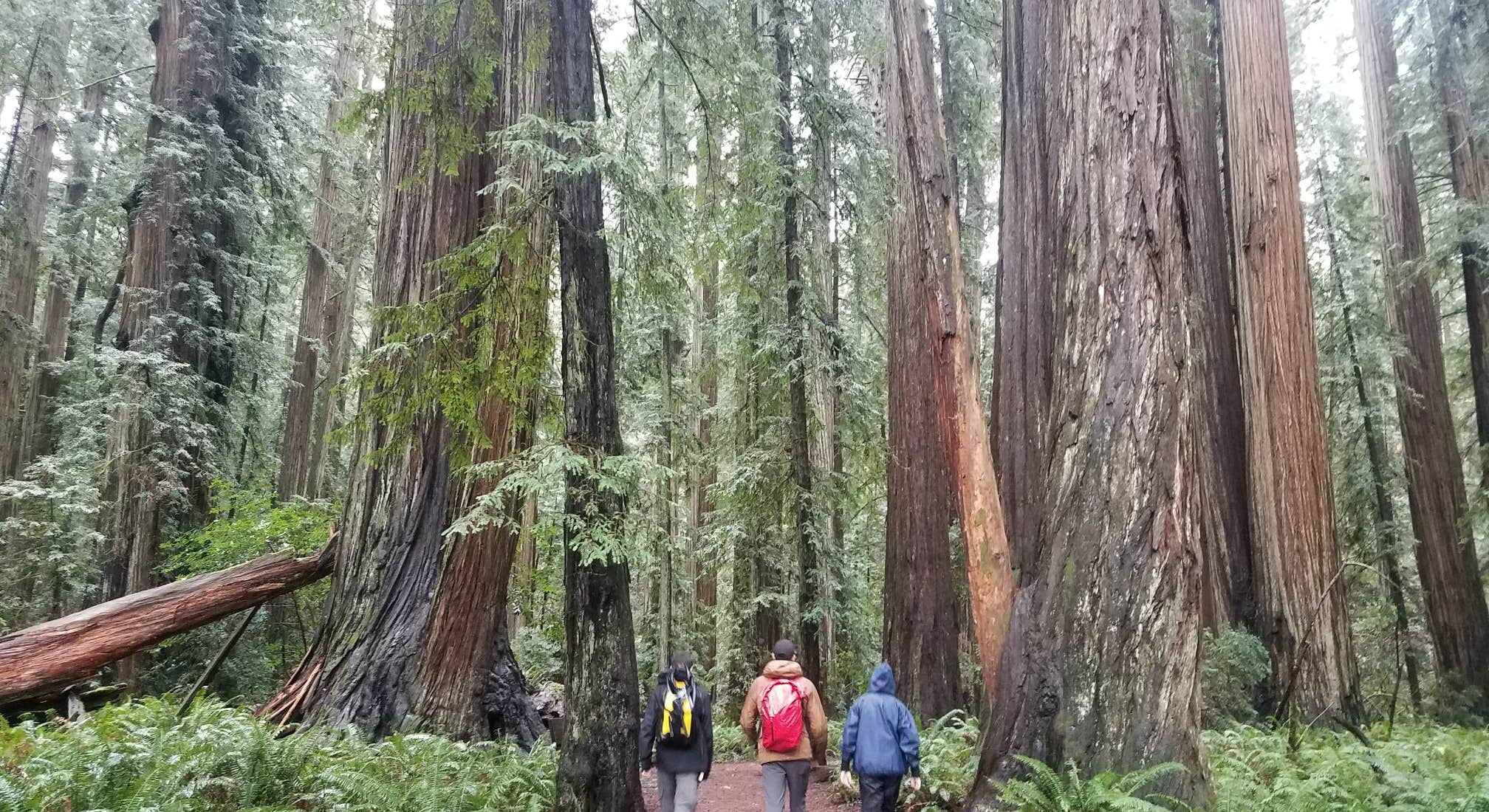 People Hiking through Redwoods near Jedidiah Smith Campground in Redwood National Park