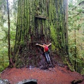 Review photo of Jedediah Smith - Redwood National and State Park by George B., June 19, 2018