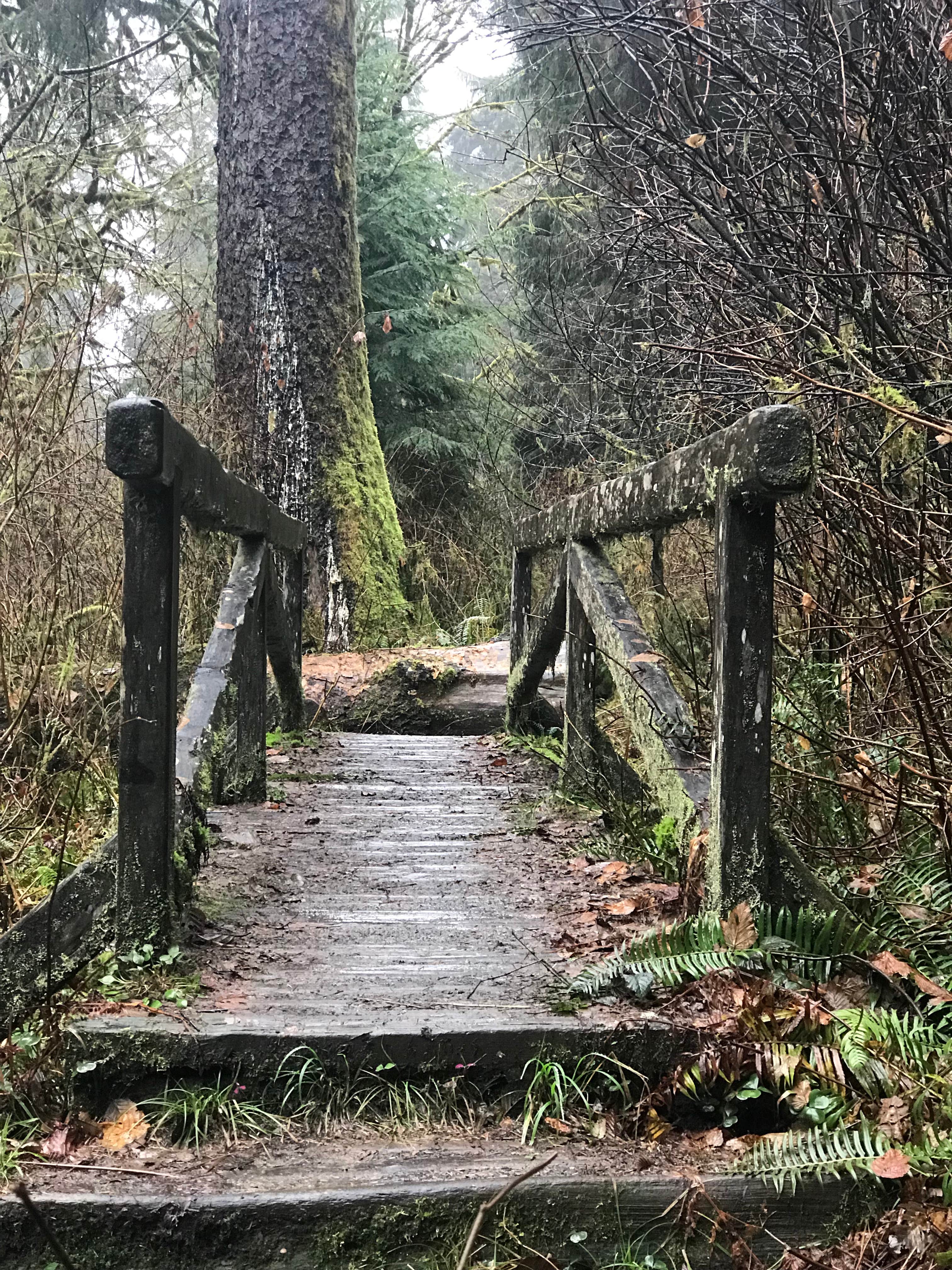 Camper submitted image from Jedidiah Smith Campground — Redwood National Park - 3