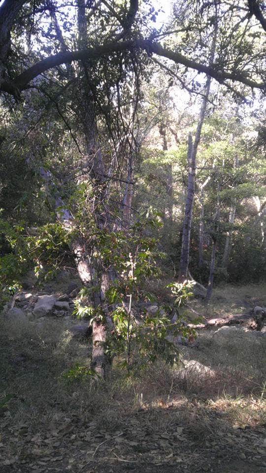 Camper-submitted photo at Wheeler Gorge Campground near Ventura, CA