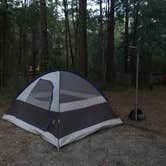 Review photo of Carolina Beach State Park Campground by Natalie L., August 17, 2021