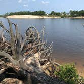 Review photo of Carolina Beach State Park Campground by Natalie L., August 17, 2021