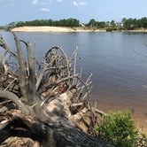 Review photo of Carolina Beach State Park by Natalie L., August 17, 2021