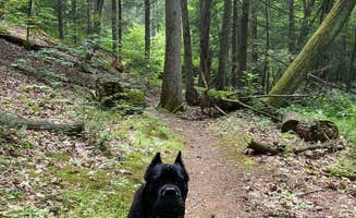 Casey L.'s photo of camping with pets at Colonel Denning State Park Campground near Waterfall, PA