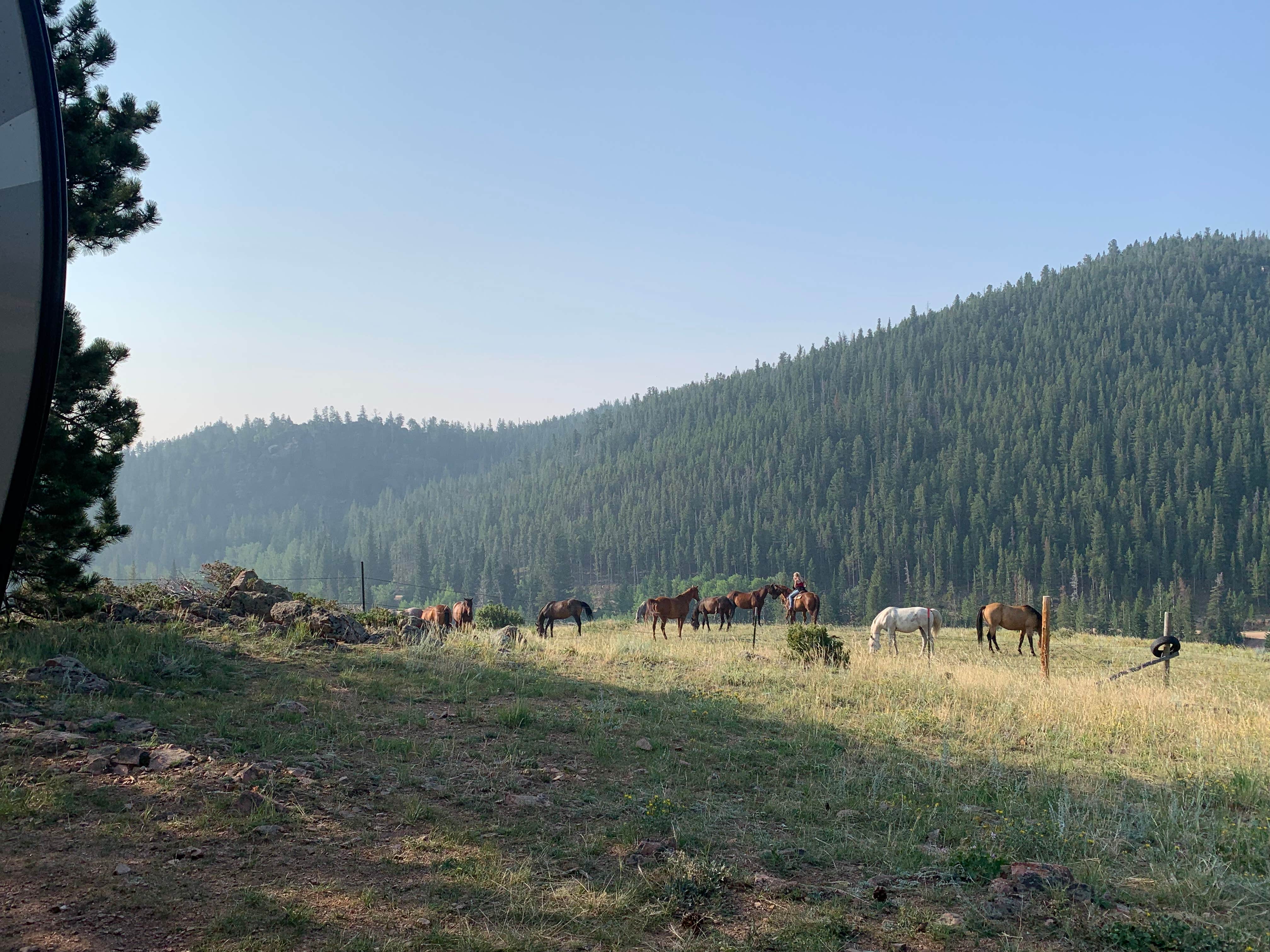 Michelle G.'s photo of camping with a horse at Beaver Meadows Resort Ranch near Fort Collins, CO