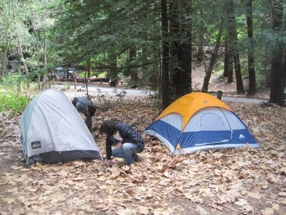 Camper submitted image from Pfeiffer Big Sur State Park Campground - 5