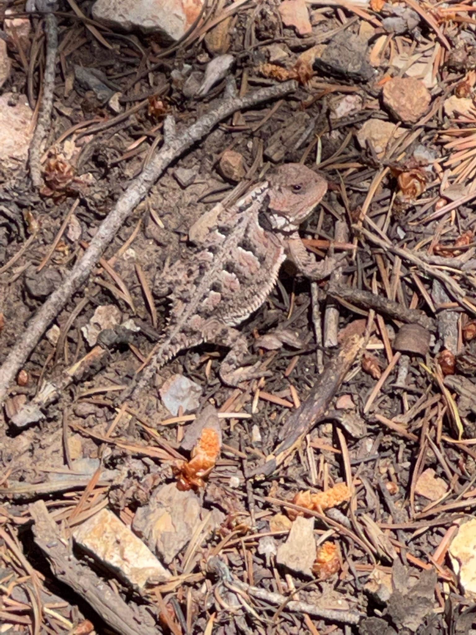 Camper-submitted photo at Bosque Dispersed Campground near Mountainair, NM