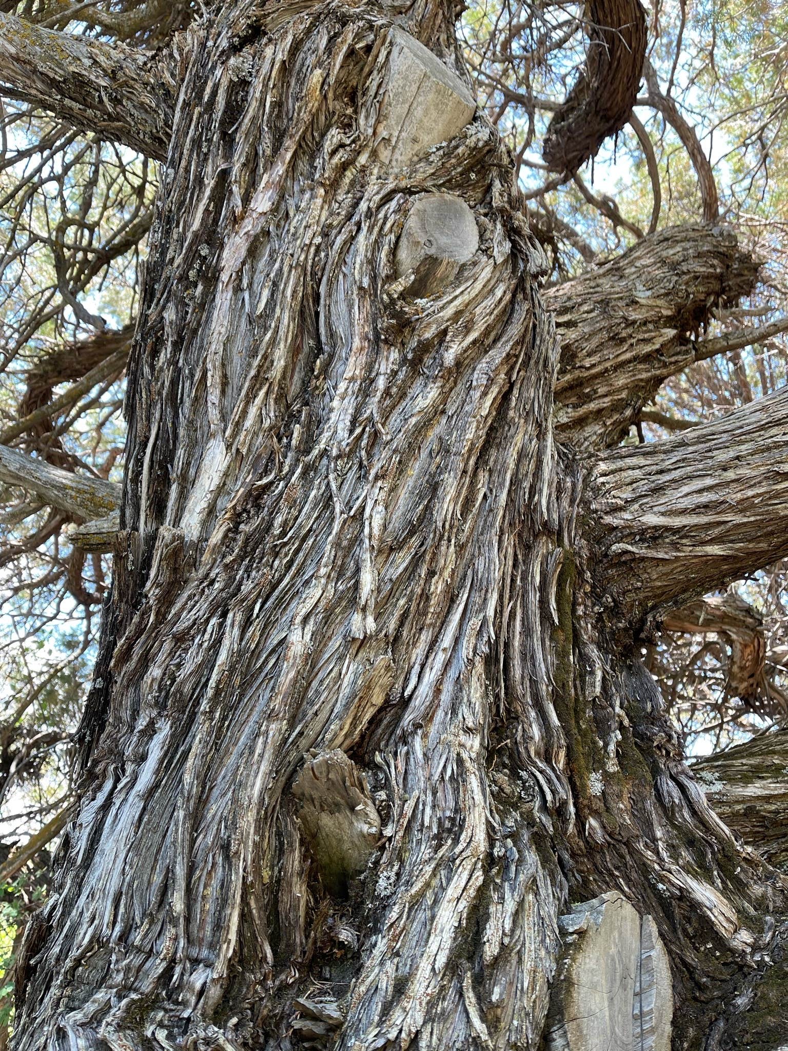 Camper-submitted photo at Bosque Dispersed Campground near Mountainair, NM
