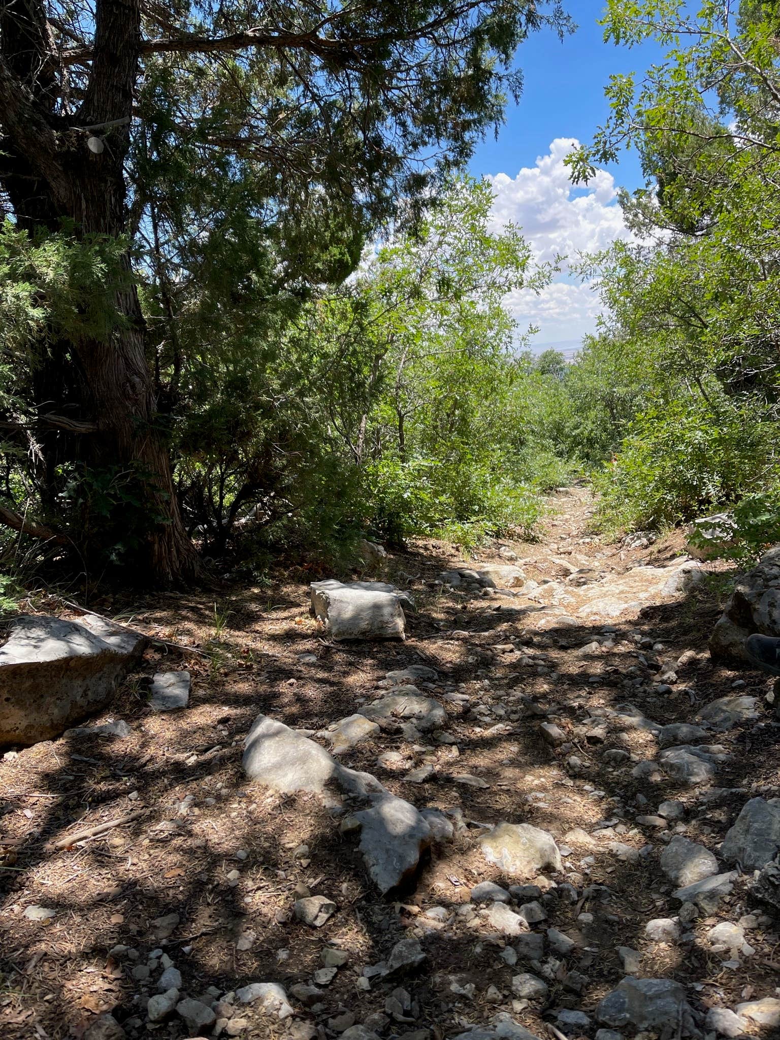 Camper submitted image from Bosque Dispersed Campground - 3