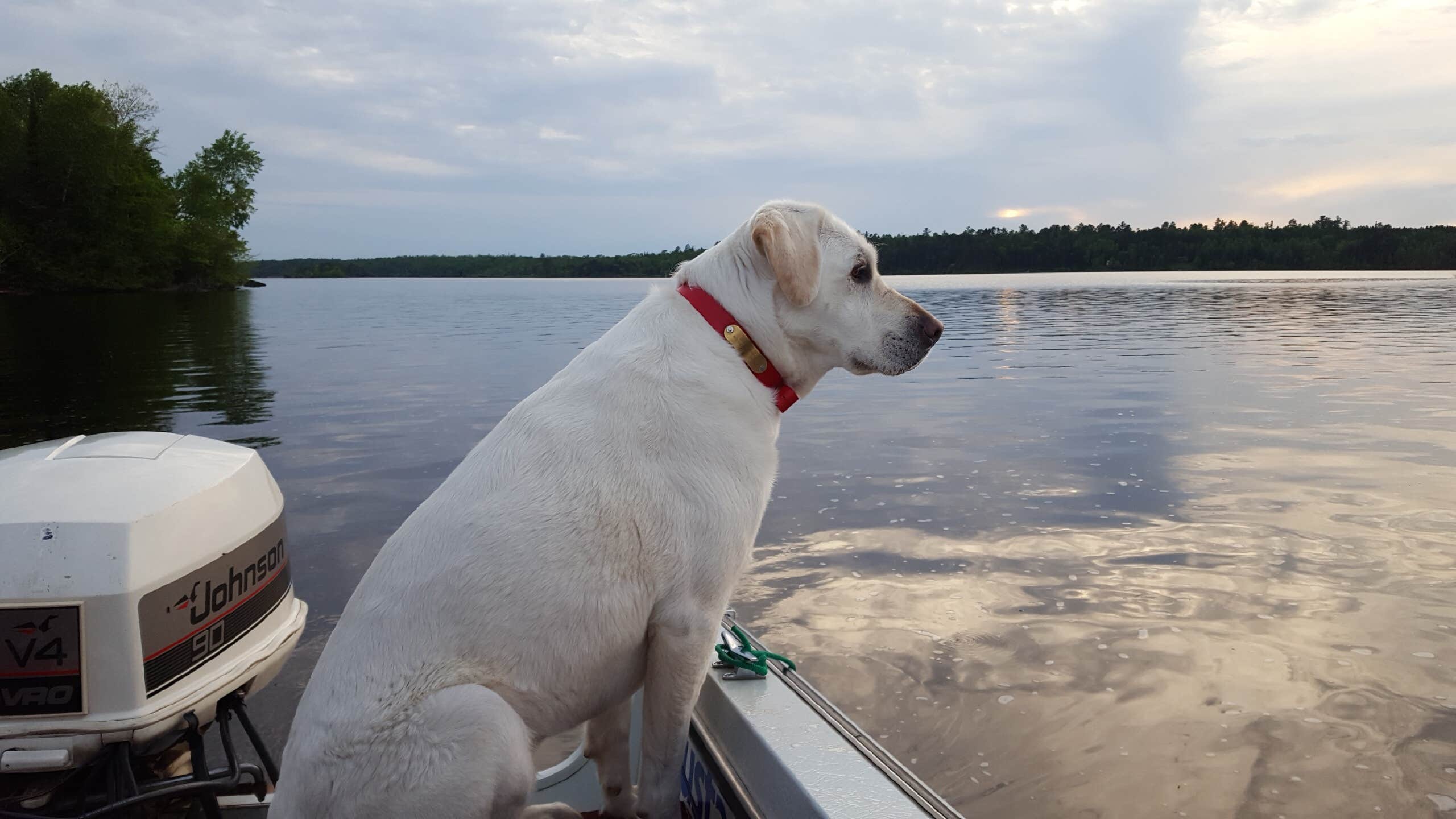 Kara H.'s photo of camping with pets at Superior National Forest Fall Lake Campground near Superior National Forest