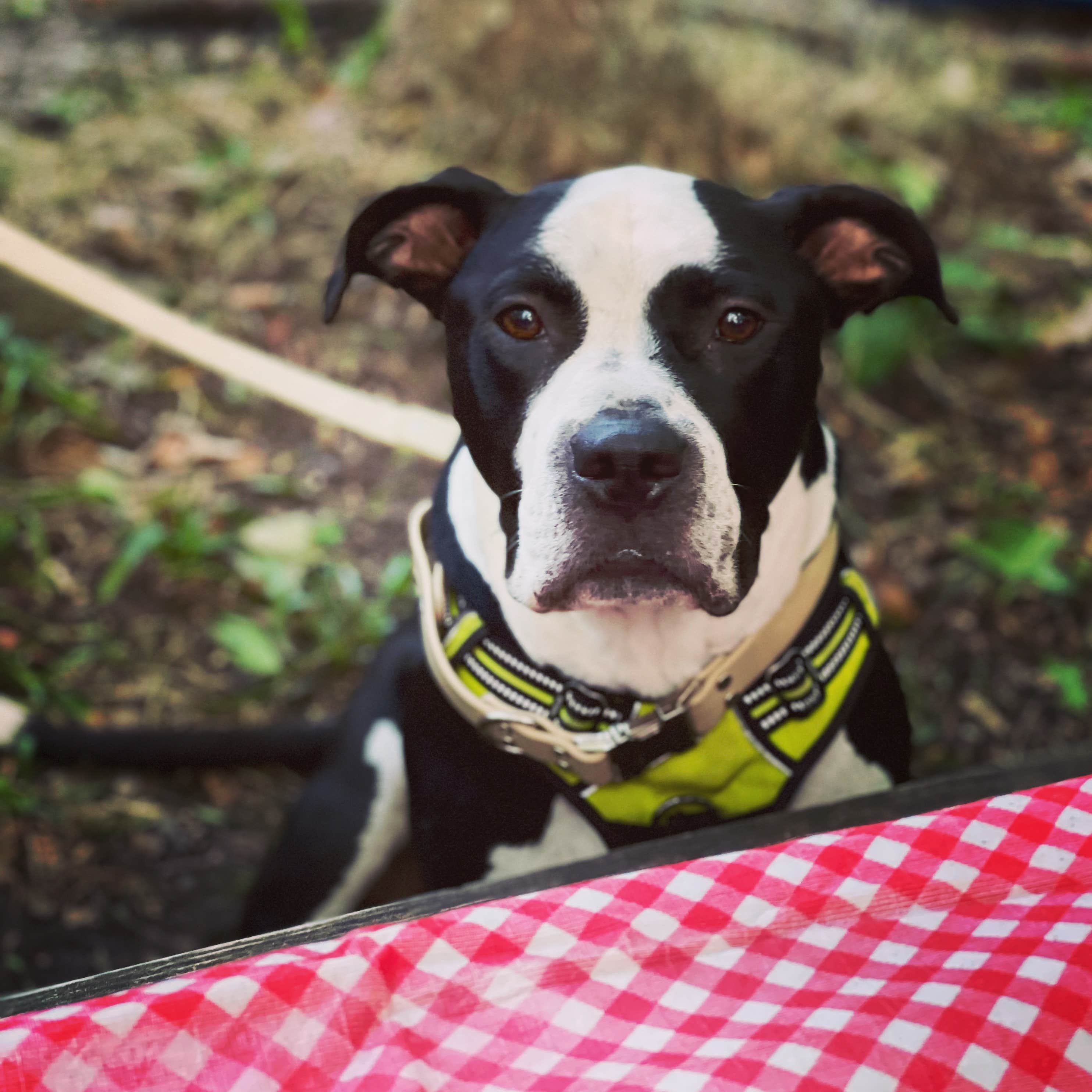 kassondra T.'s photo of camping with pets at Baileys Woods Campground near Menominee, MI
