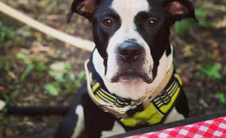 kassondra T.'s photo of camping with pets at Baileys Woods Campground near Menominee, MI