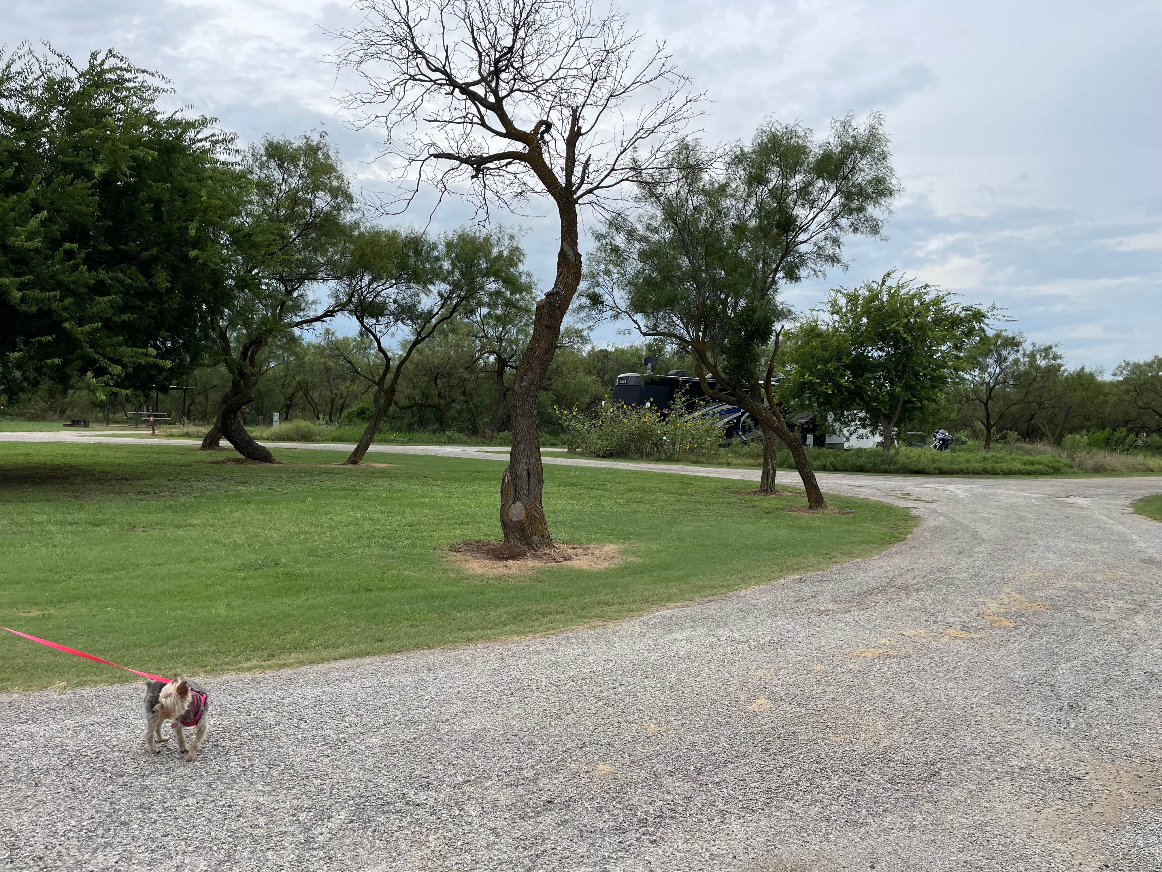 are dogs allowed at lake arrowhead state park texas