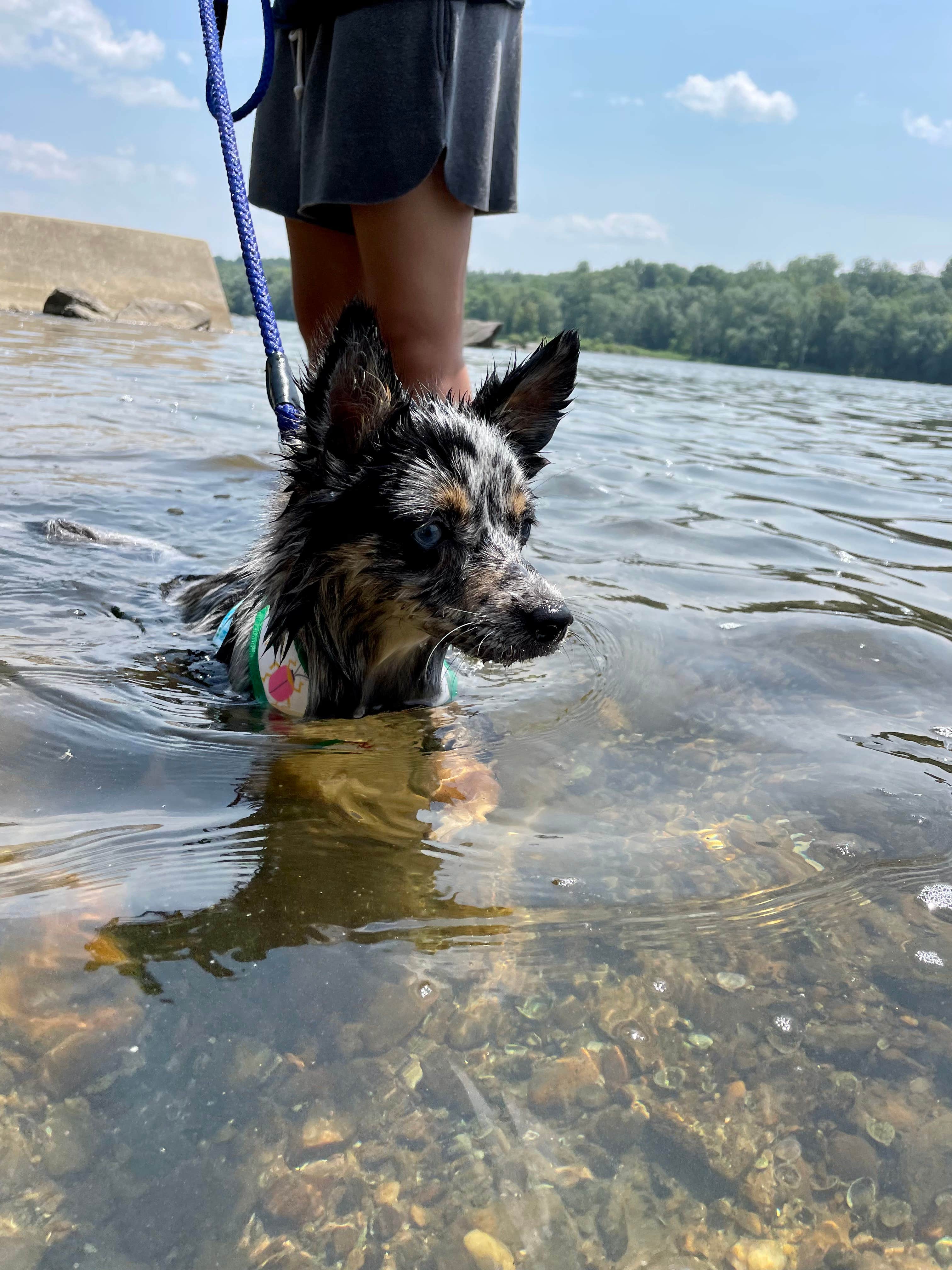 Sabrina H.'s photo of camping with pets at Brunswick Family Campground near North Potomac, MD