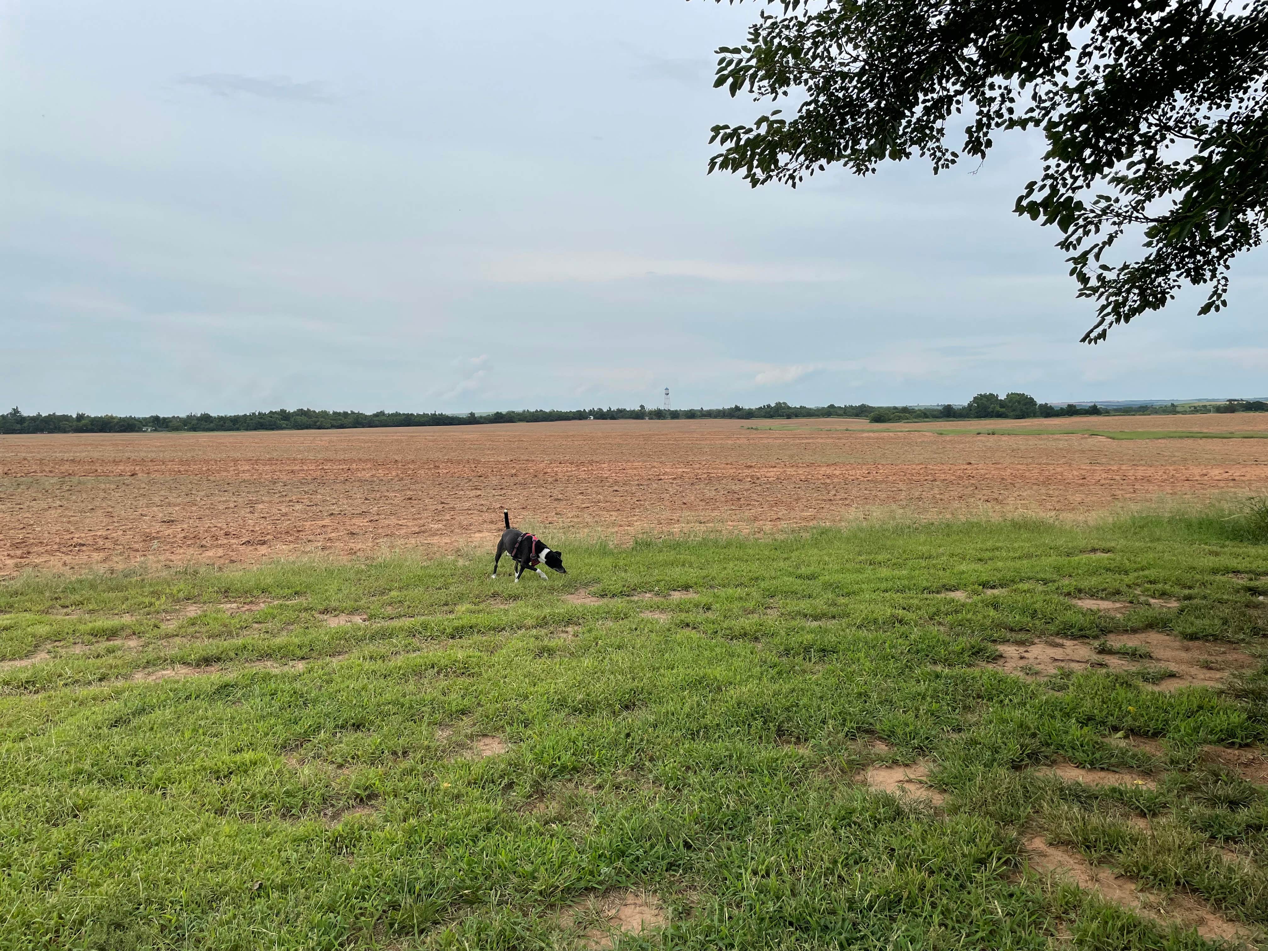 Debbie J.'s photo of camping with pets at Territory Route 66 RV Park & Campgrounds near Canton Lake