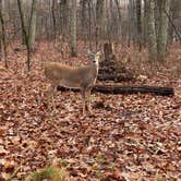 Review photo of Monte Sano State Park Campground by Roxanne M., August 18, 2021