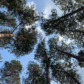 Review photo of Bear Paw Campground — Itasca State Park by Torey H., August 19, 2021