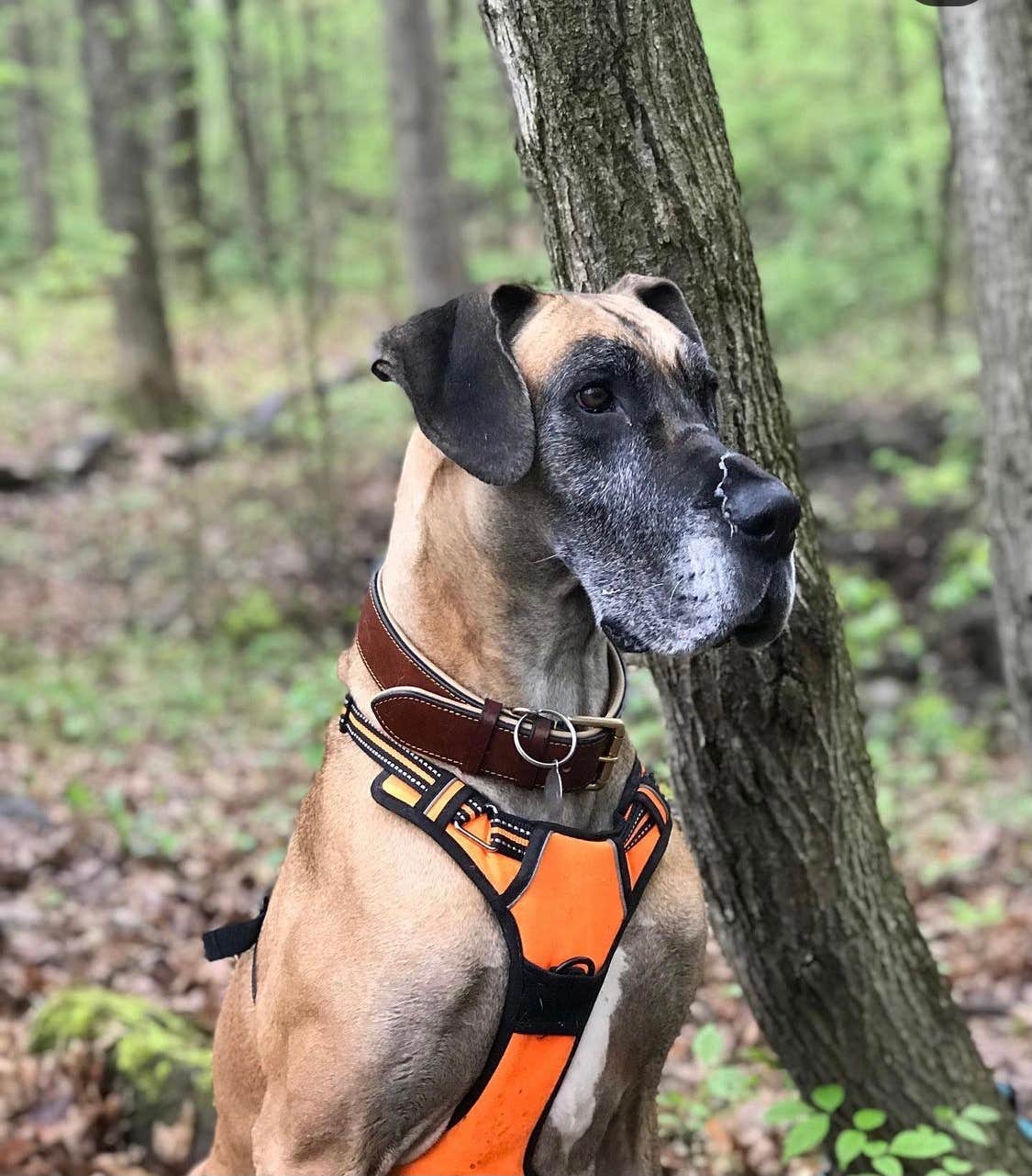 Ryan G.'s photo of camping with pets at Mill Creek Camping — Berlin Lake Wildlife Area near Poland, OH