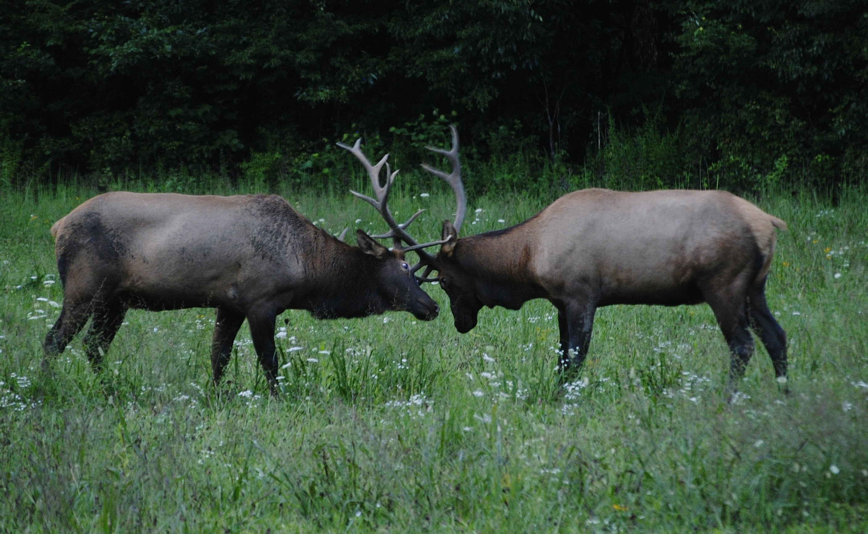 Two of the MANY elk you could possibly see