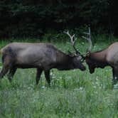 Review photo of Cataloochee Campground — Great Smoky Mountains National Park by Myron C., June 19, 2018