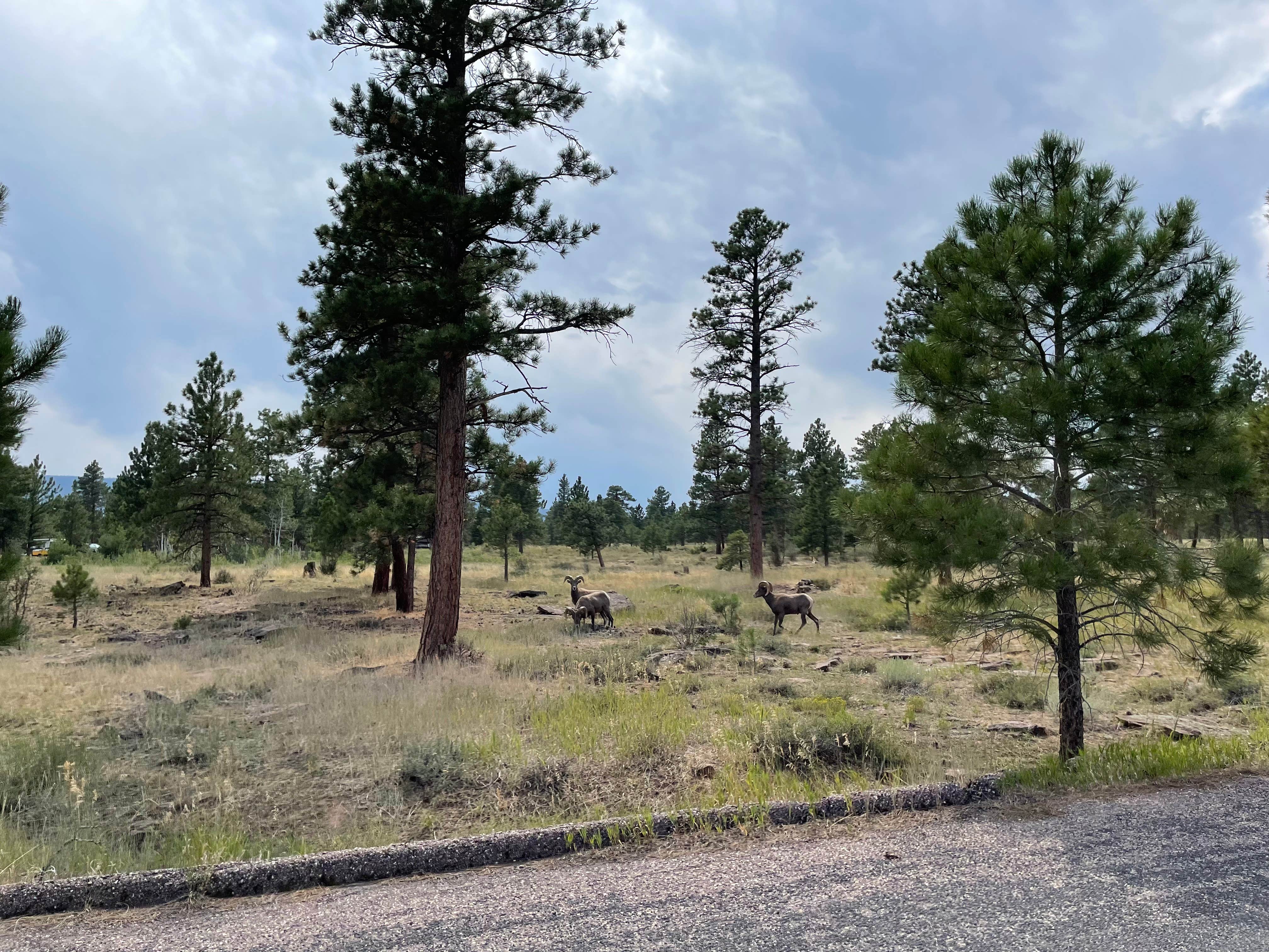 Best camping in Ashley National Forest The Dyrt