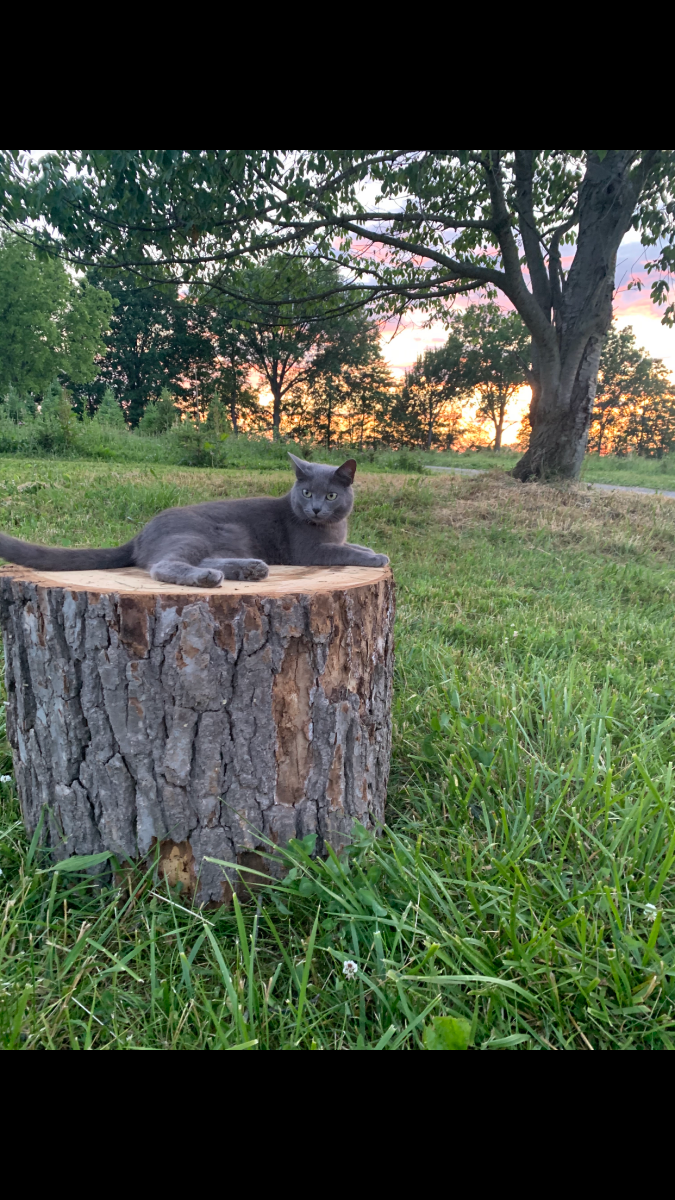 Camper-submitted photo at Pioneer Trails Tree Farm Campground near Glenshaw, PA