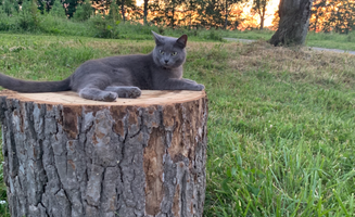 Pioneer Trails T.'s photo of camping with pets at Pioneer Trails Tree Farm Campground near Gibsonia, PA