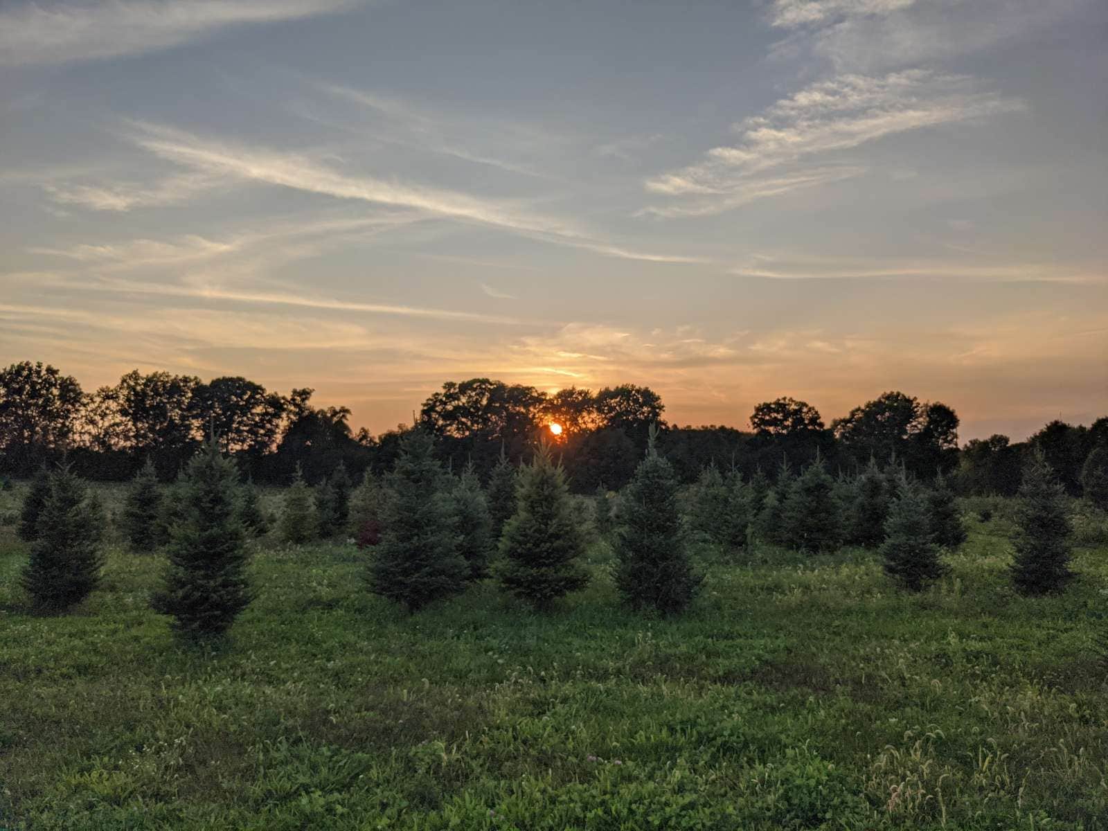 Camper-submitted photo at Pioneer Trails Tree Farm Campground near Poland, OH