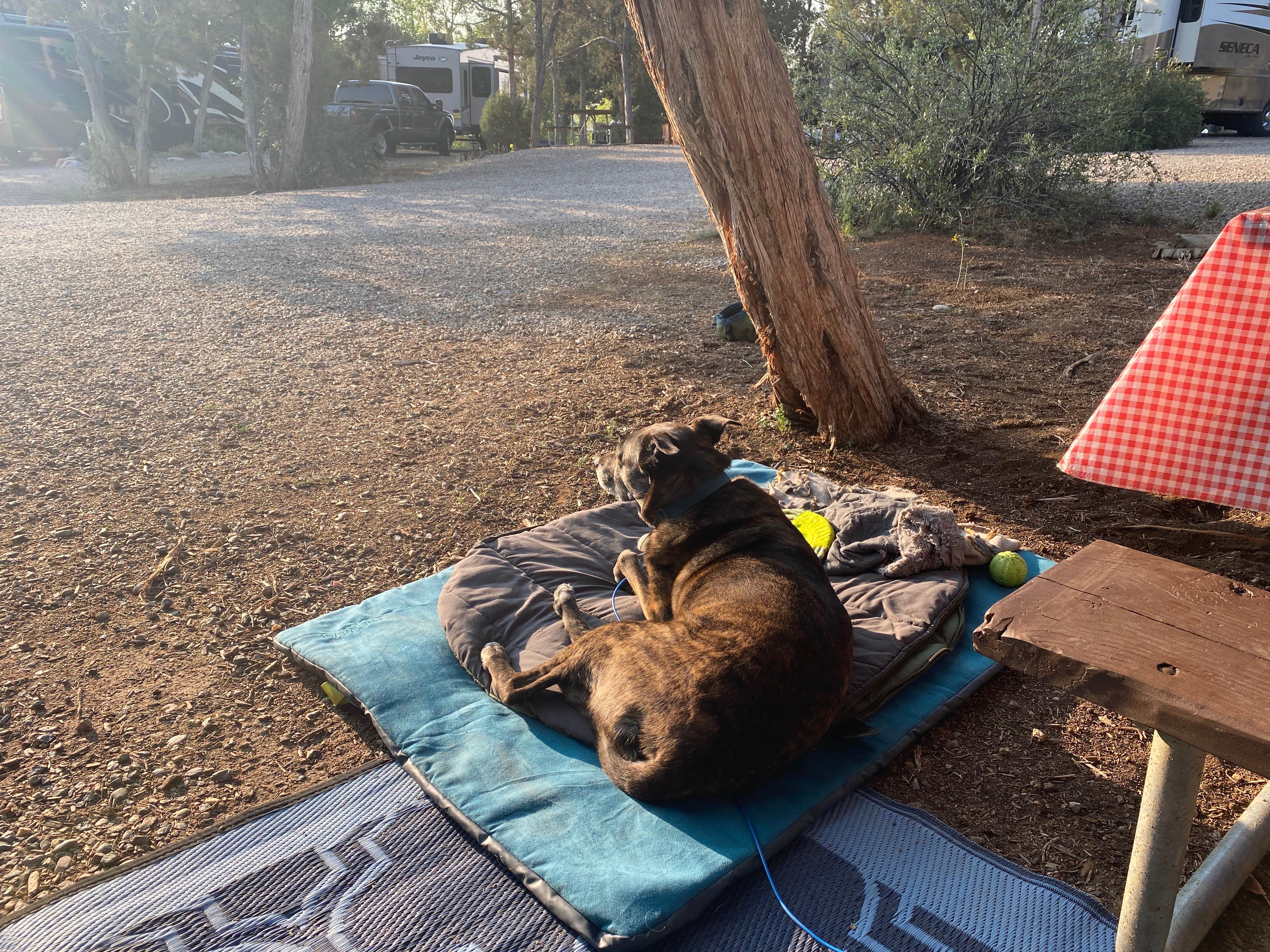 Sarah S.'s photo of camping with pets at Durango RV Resort near Aztec, NM