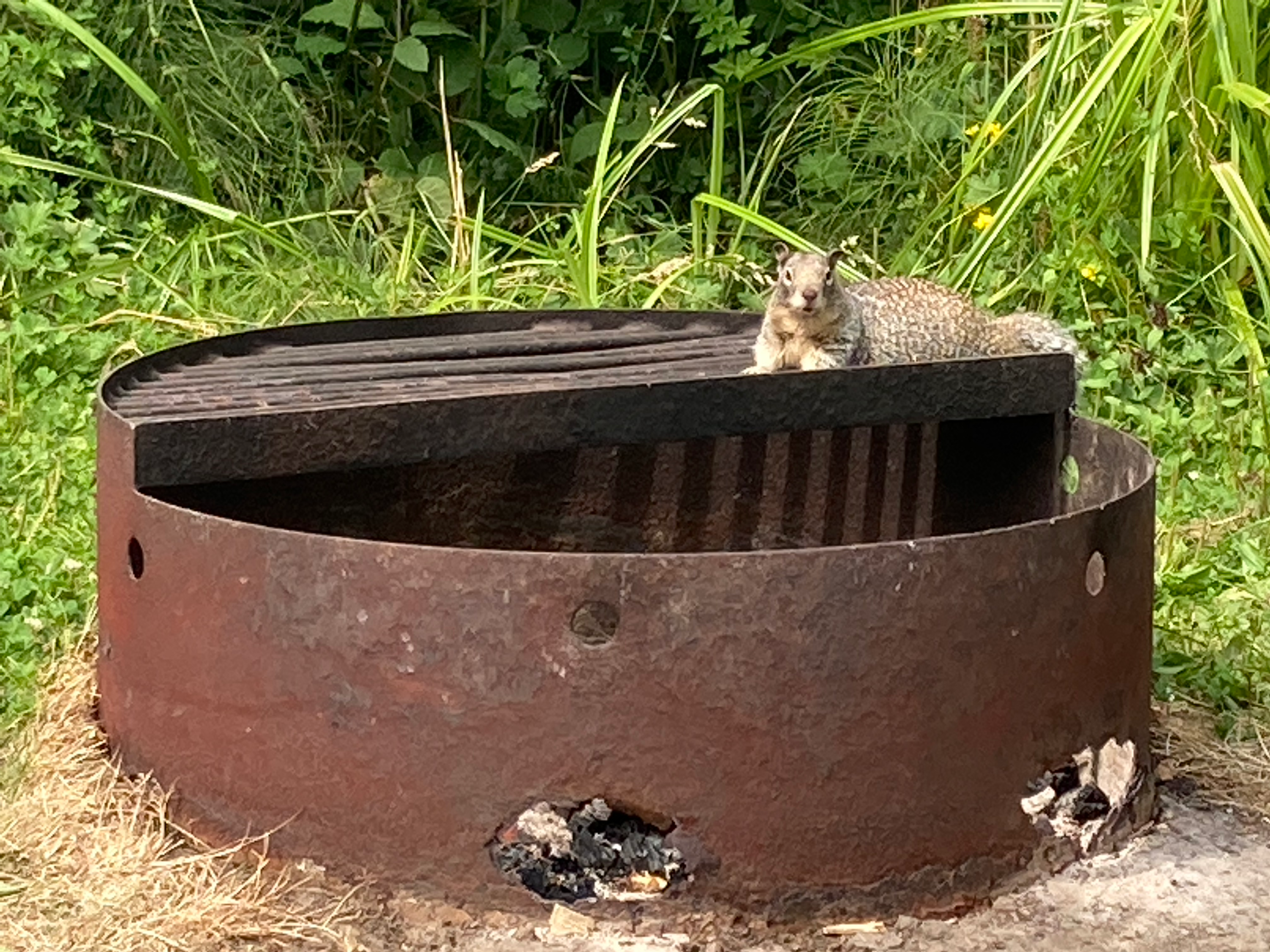 Tanya B.'s photo of camping with pets at Cape Lookout State Park Campground in Oregon