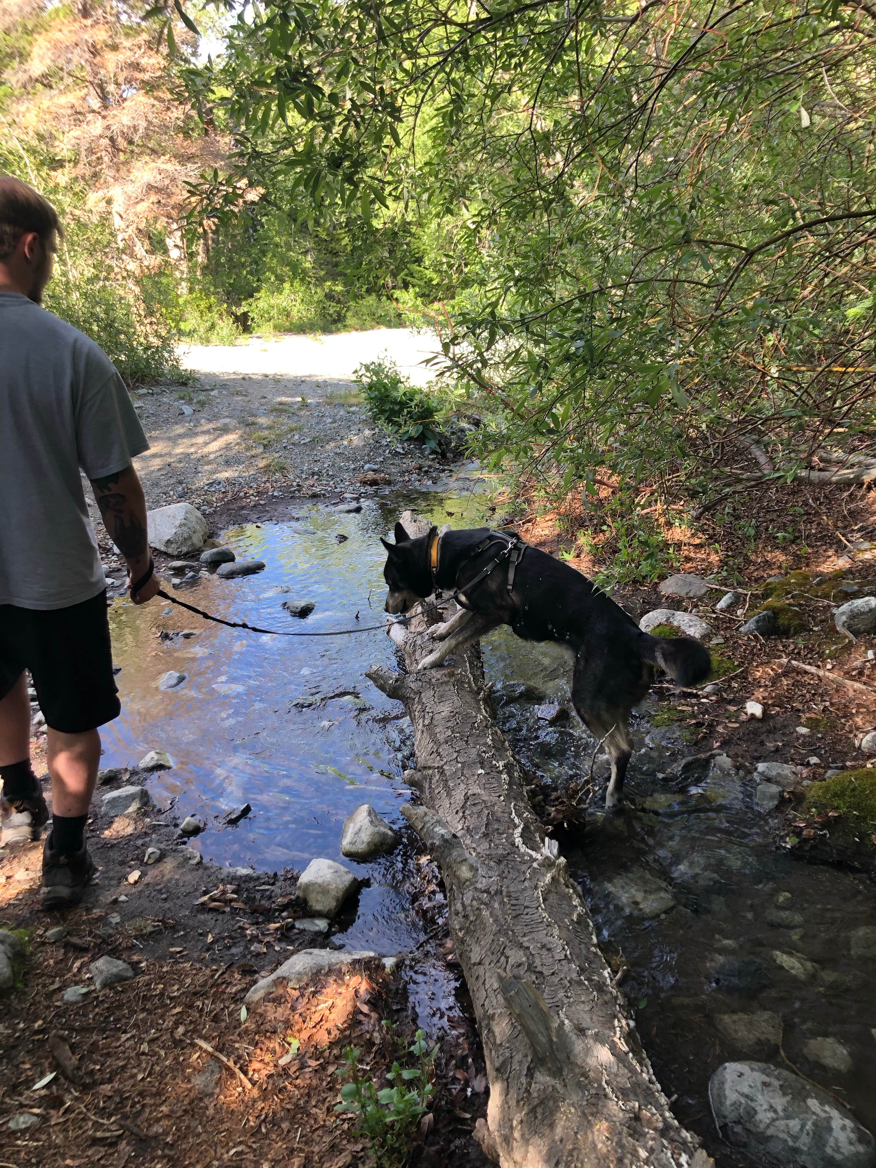 Cody W.'s photo of camping with pets at Zapata Falls Campground near Antonito, CO