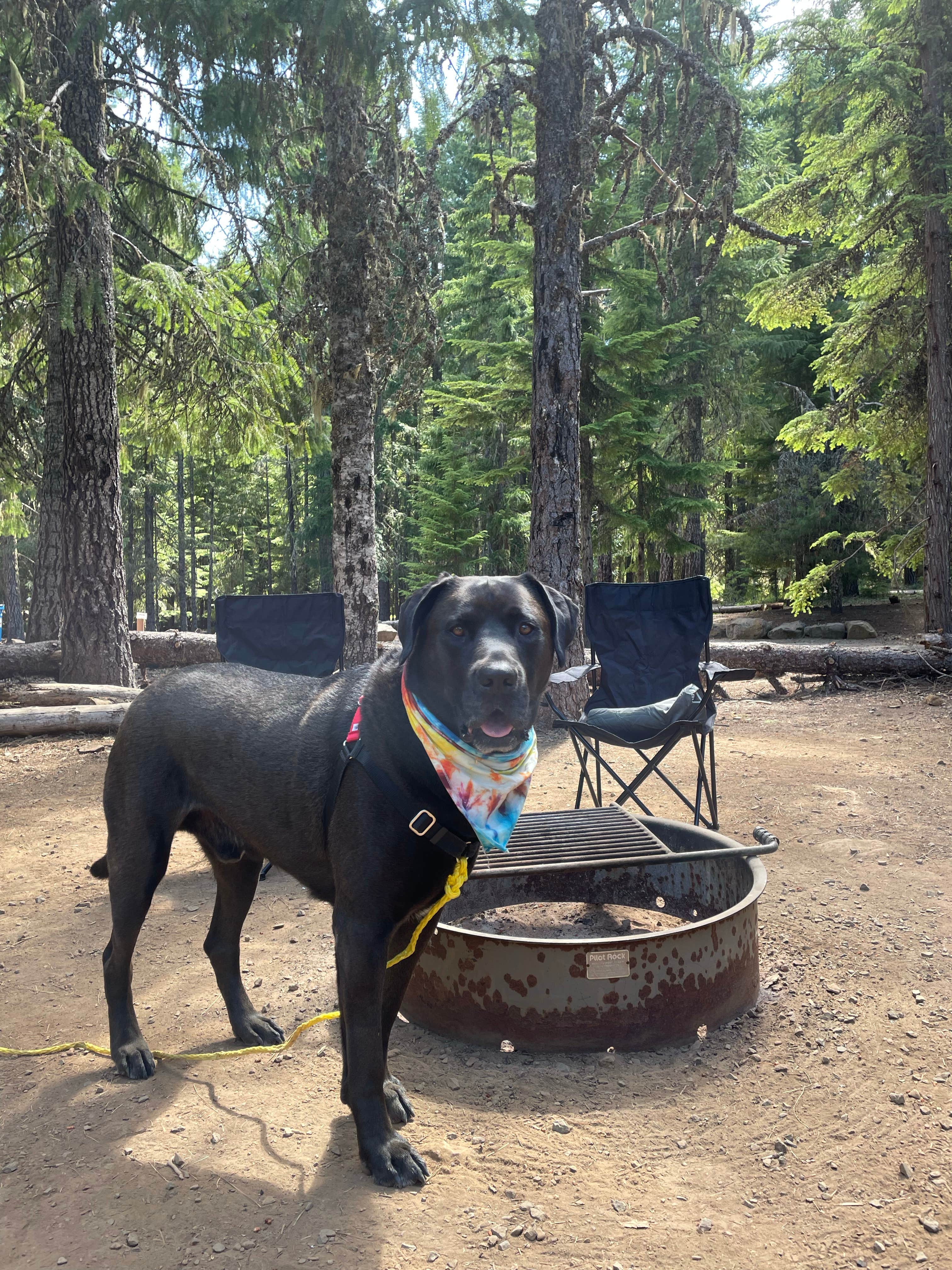 Ryan W.'s photo of camping with pets at Pine Point Campground near Mt. Hood National Forest