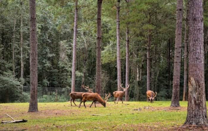 Camper-submitted photo at Paradise Ranch RV Resort near Franklinton, LA