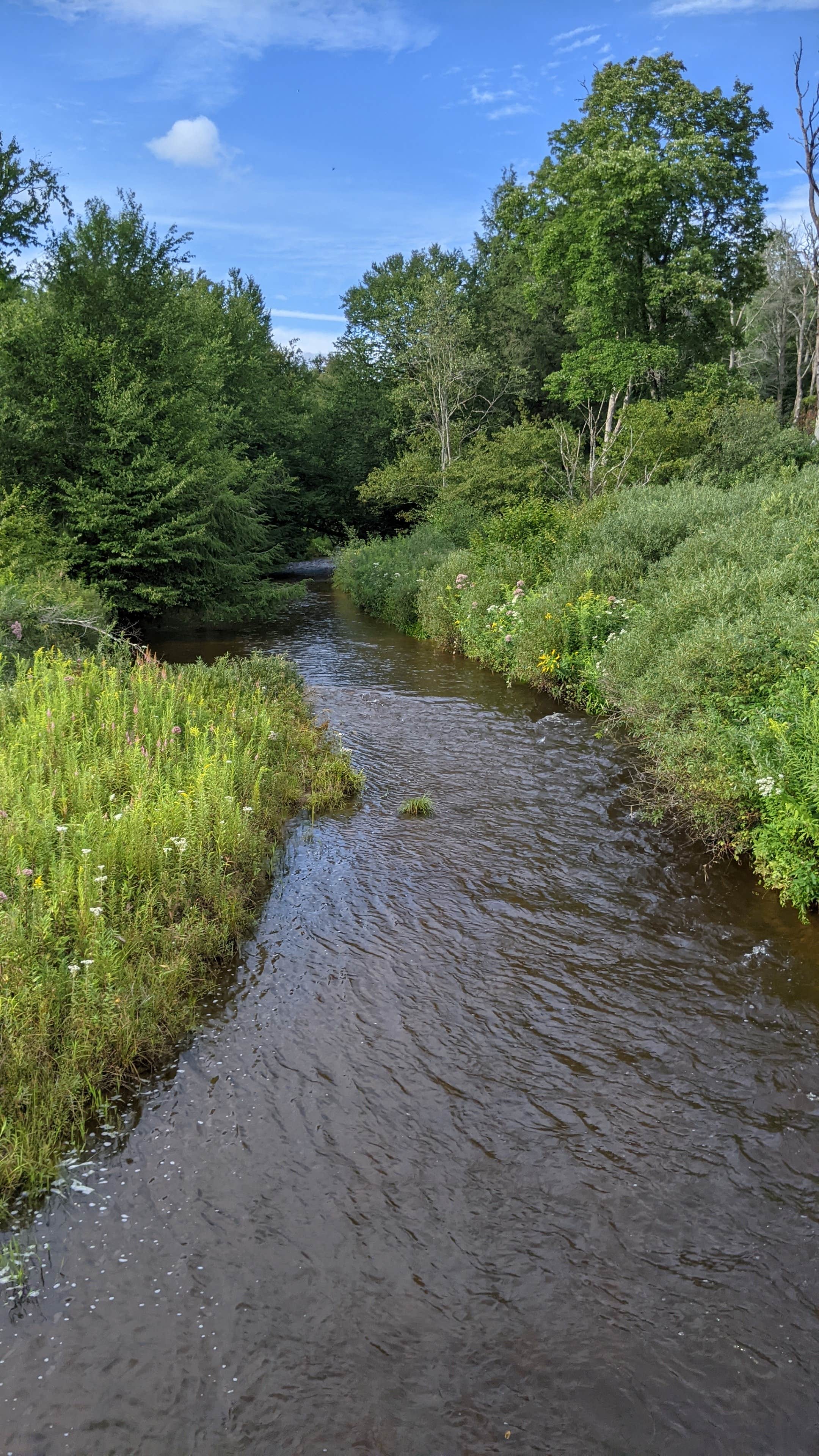 Camping near Kelly Pines Campground: Red Mill Pond, Ridgway, Pennsylvania