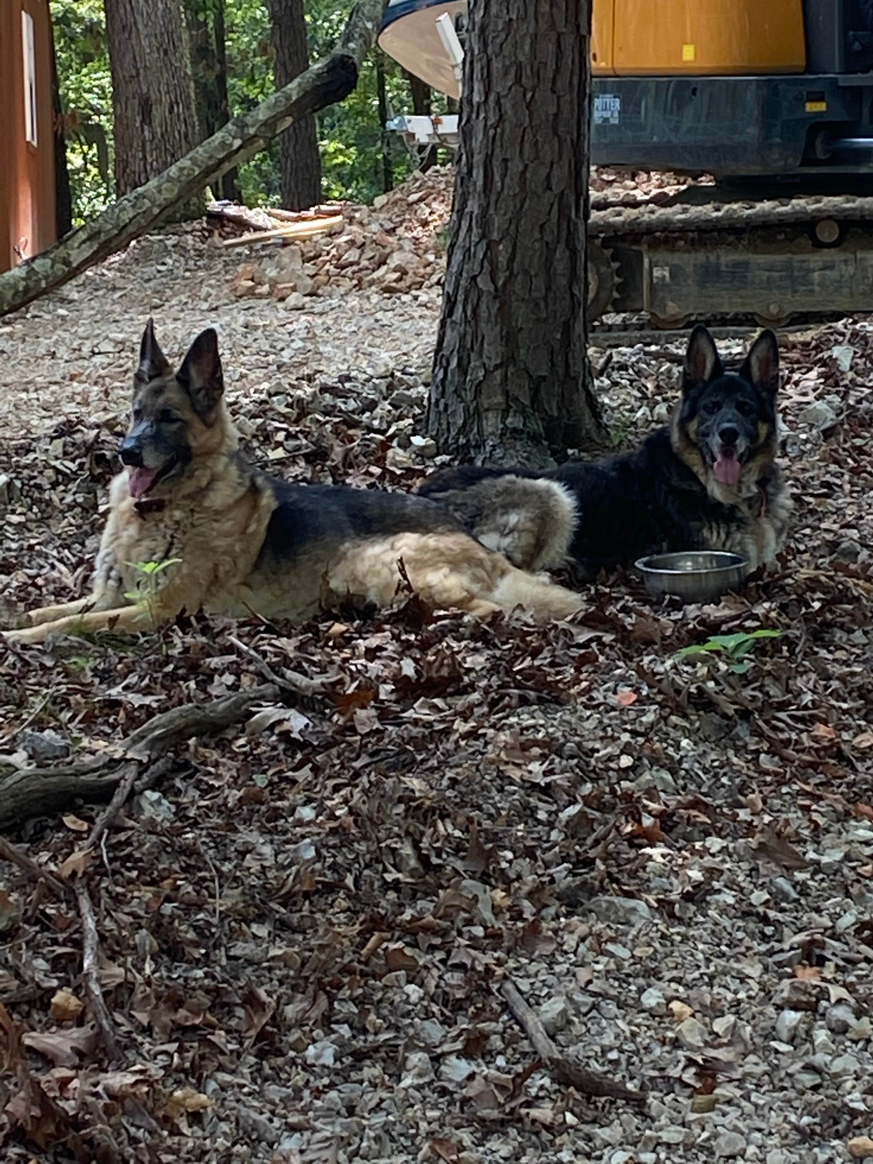 Ramble R.'s photo of camping with pets at Ramble Ridge Campground - Closed near Springdale, AR