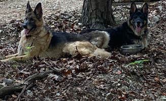 Ramble R.'s photo of camping with pets at Ramble Ridge Campground - Closed near Eureka Springs, AR